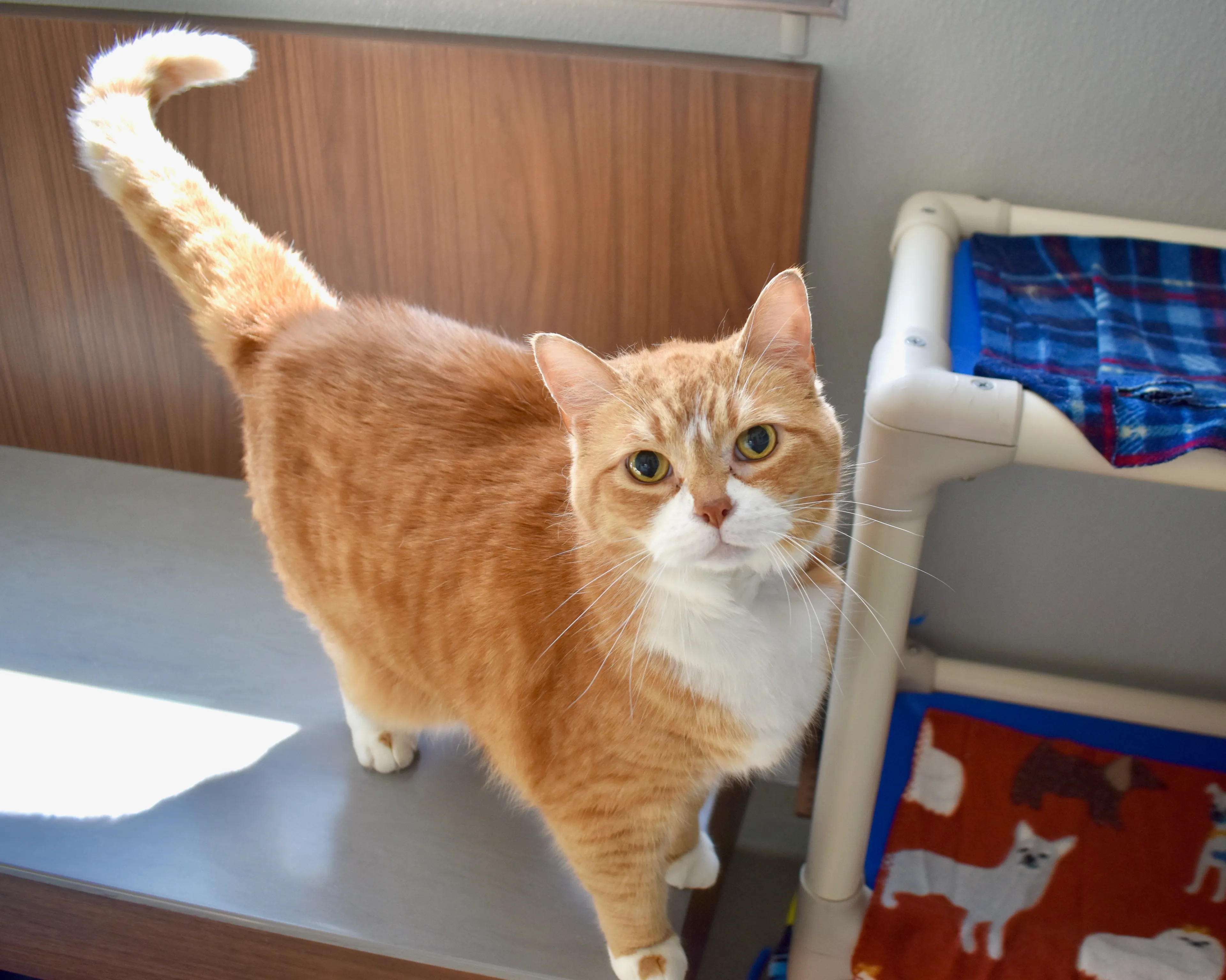 Found pet-1