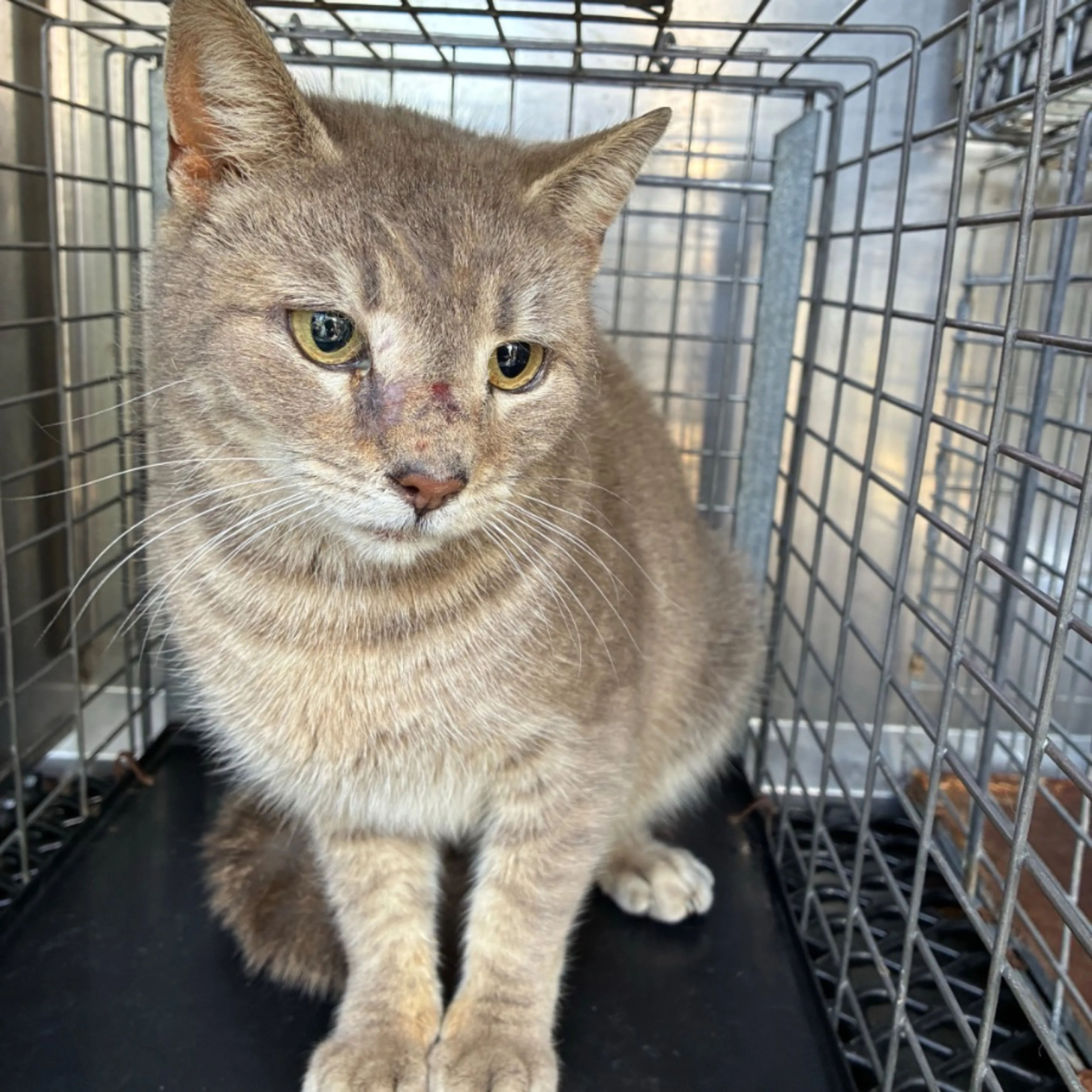 Found pet