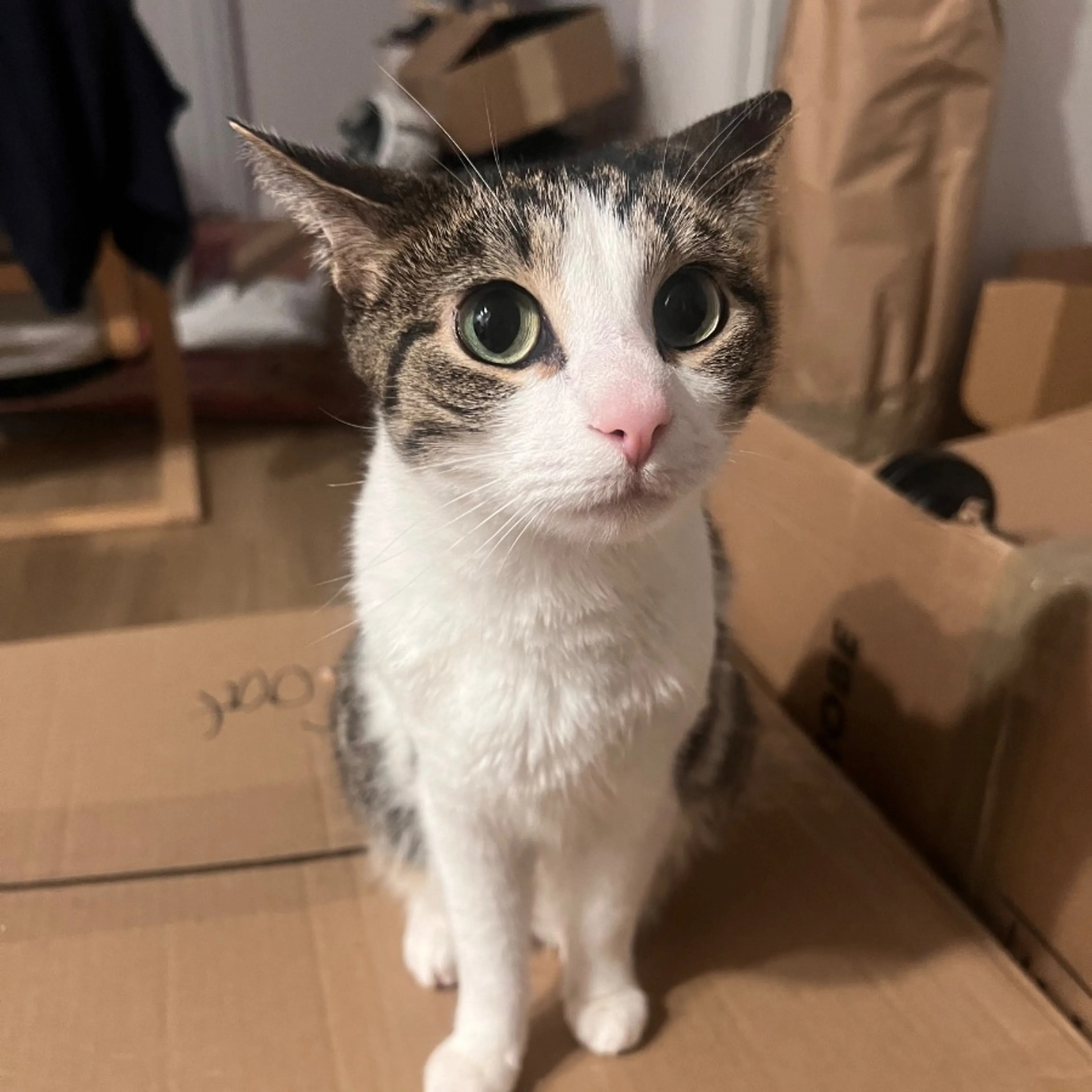 Lost pet