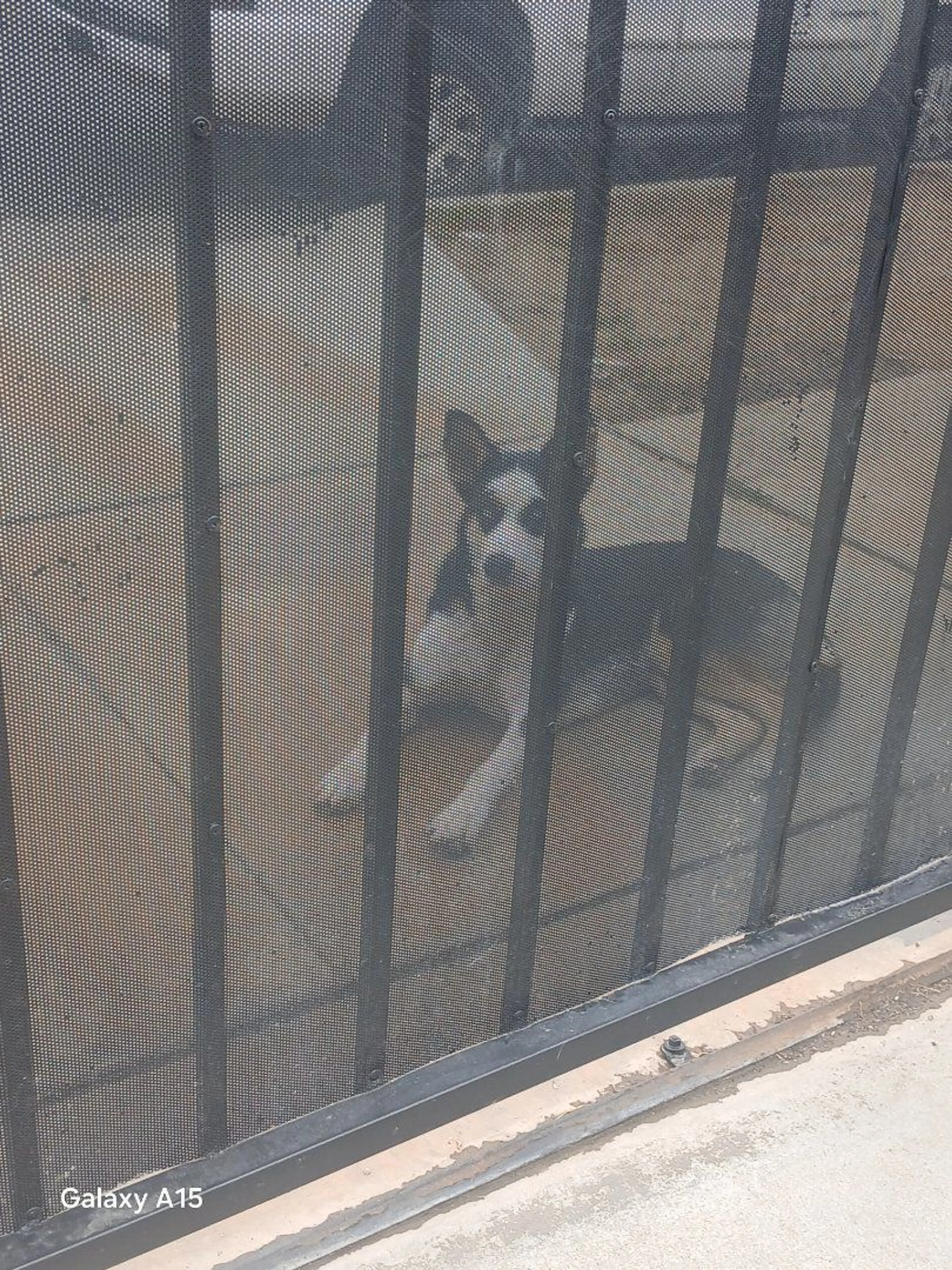Lost pet-0