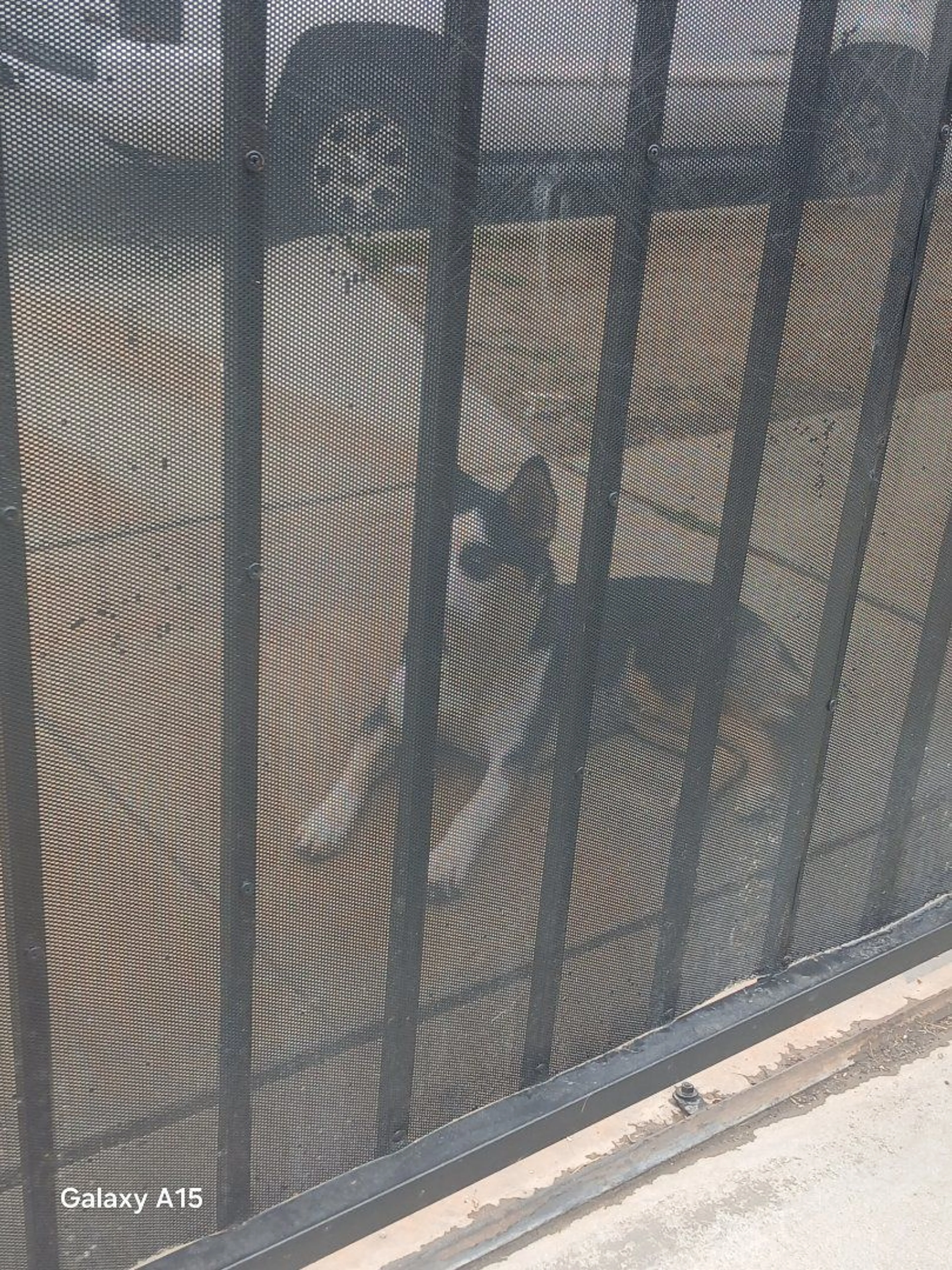 Lost pet-2