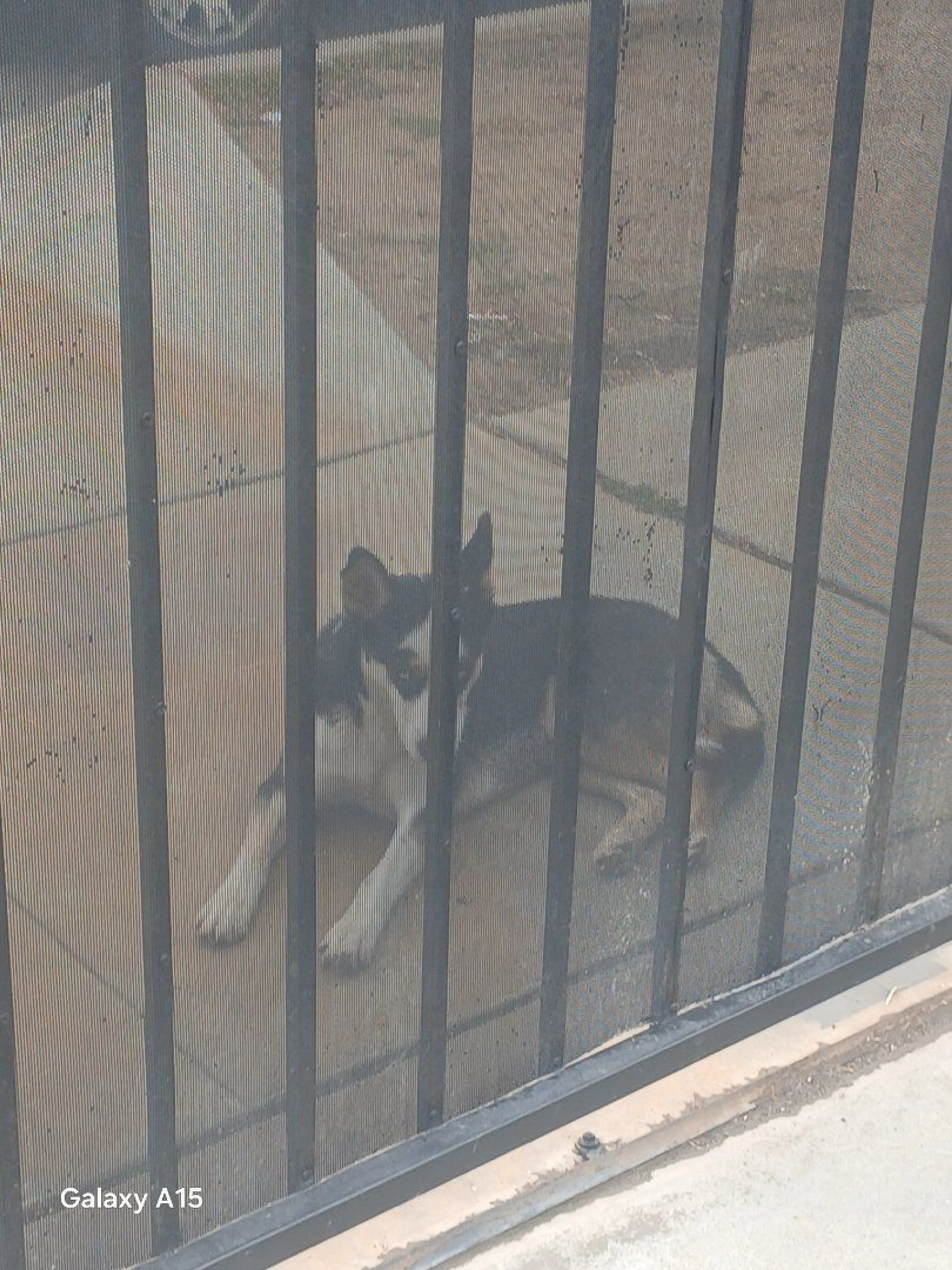 Lost pet-1
