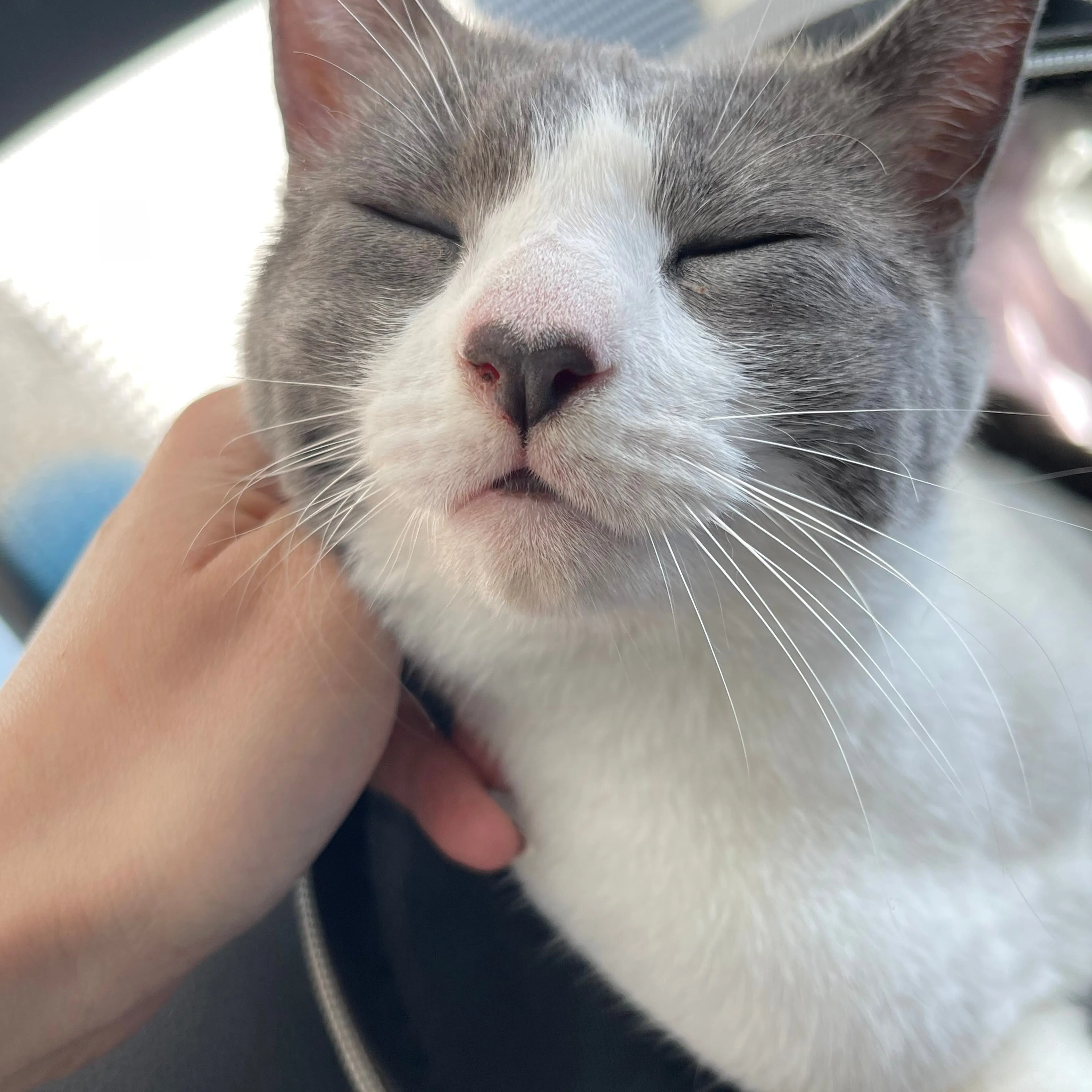 Lost pet-2