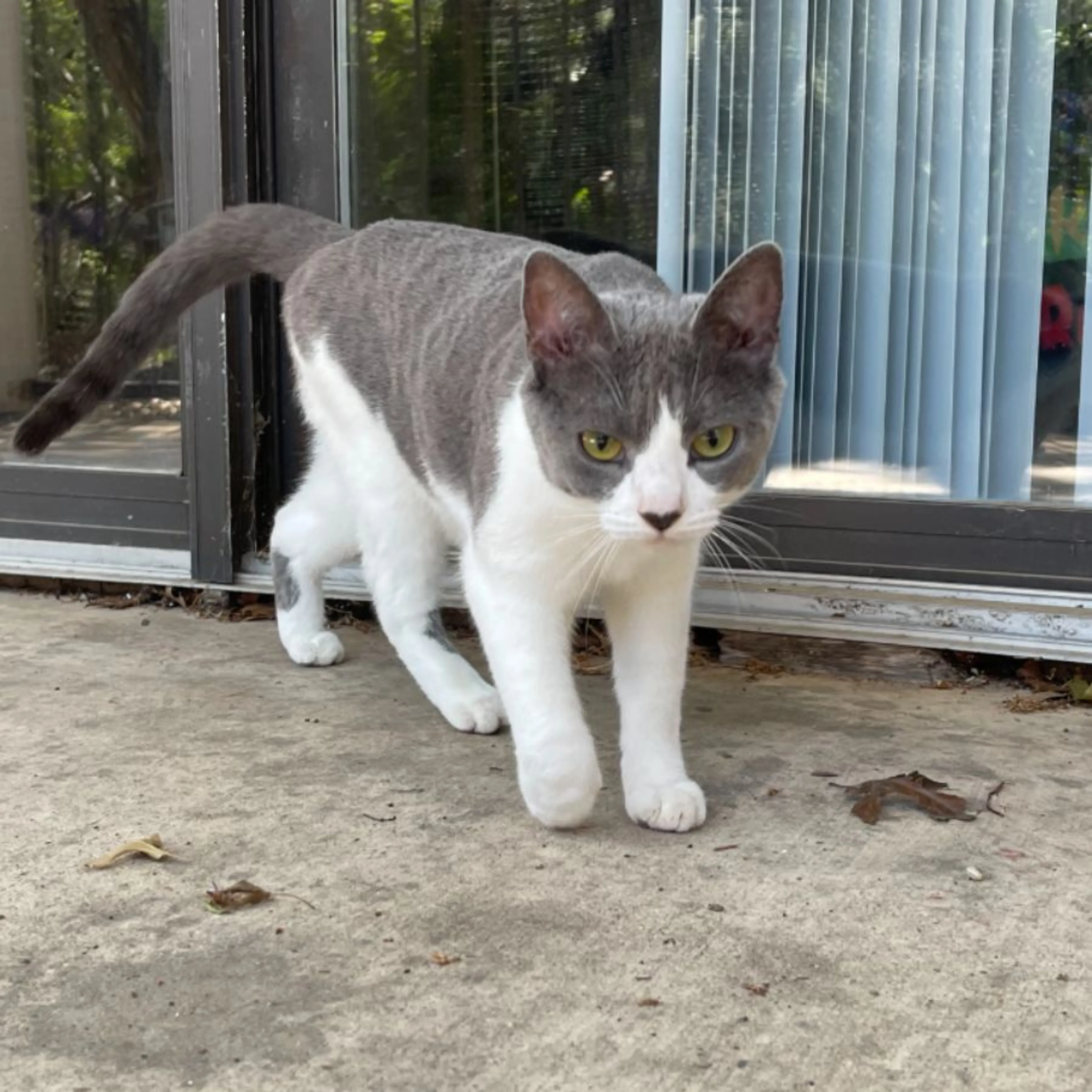 Lost pet-0