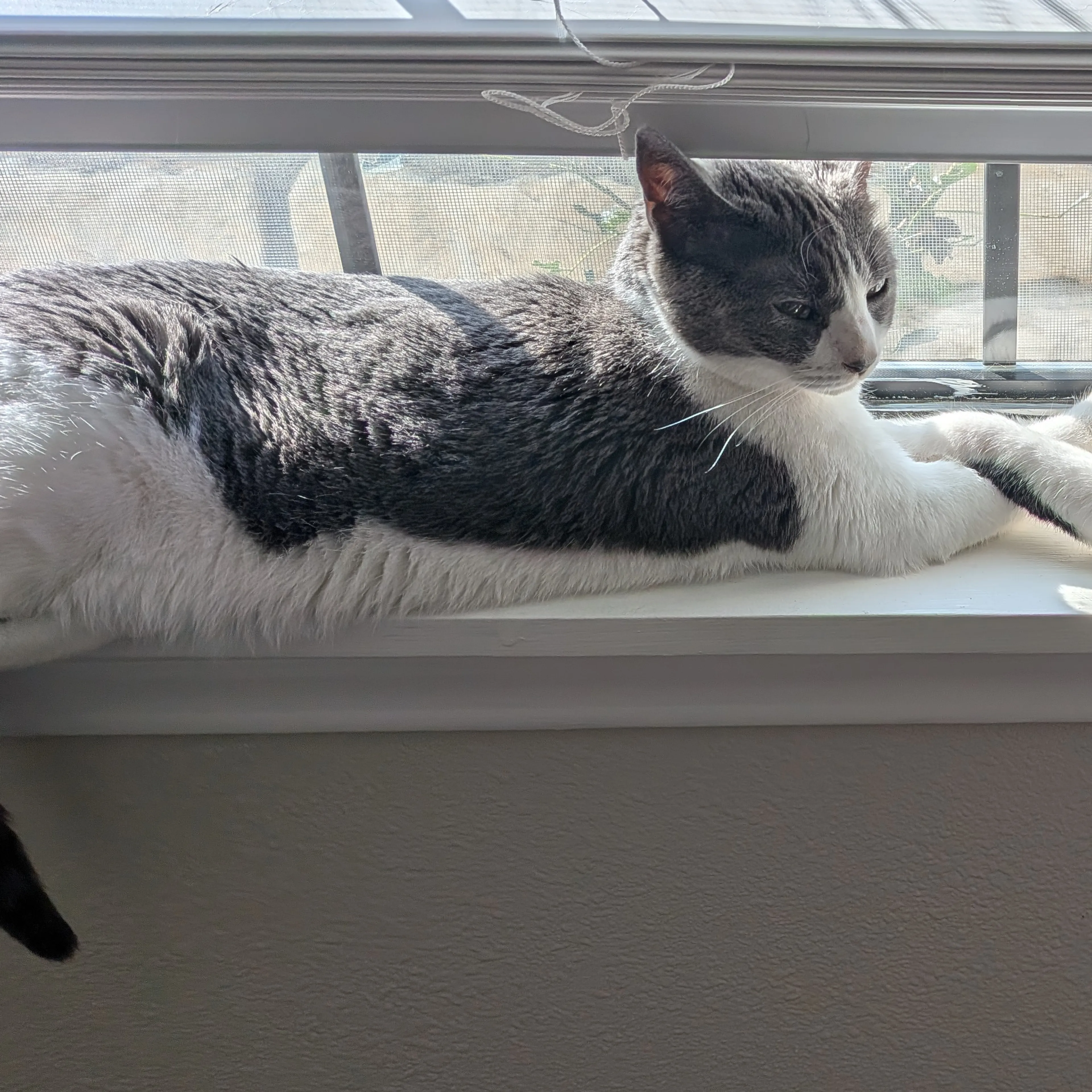 Lost pet-1