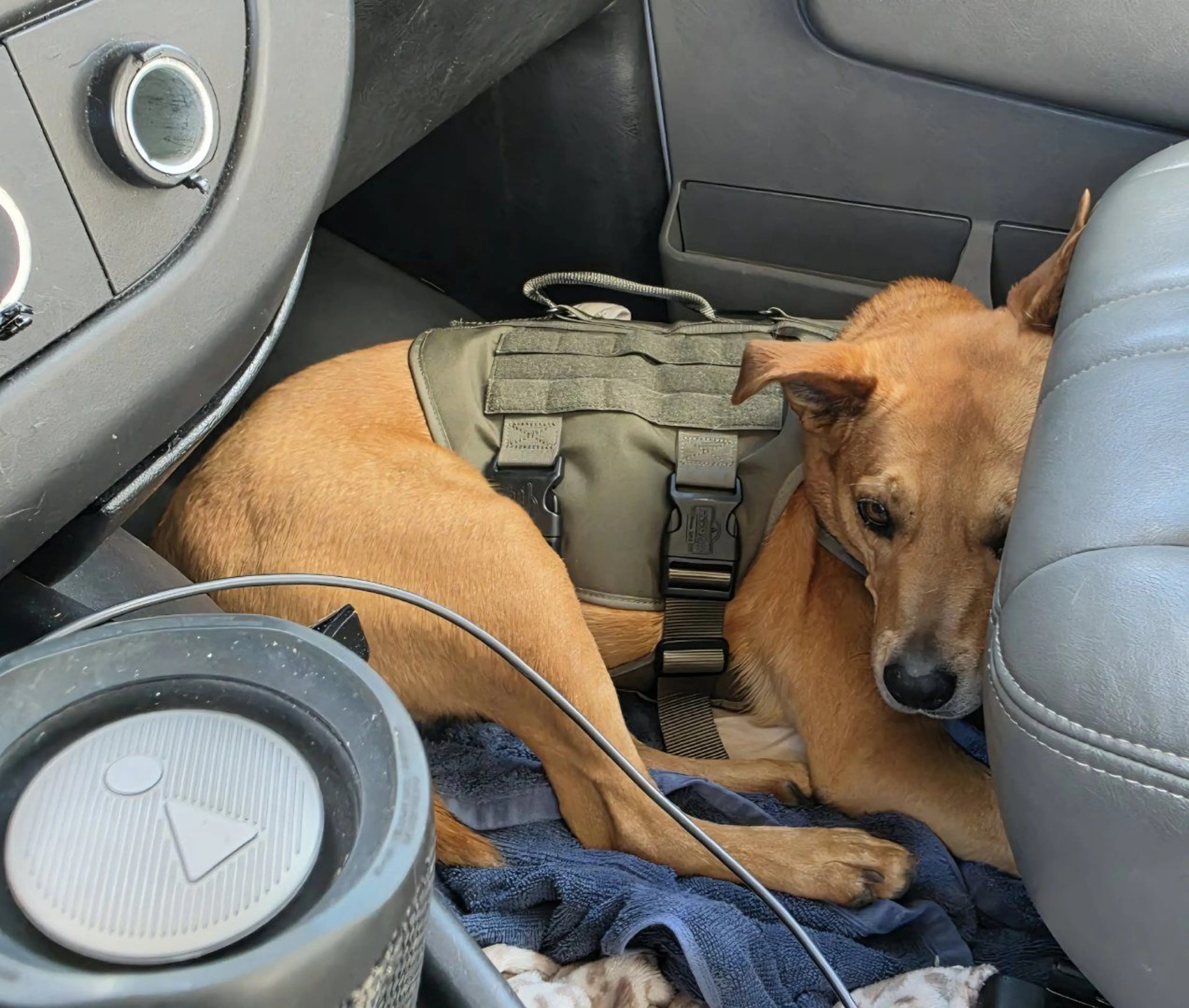 Lost pet-3