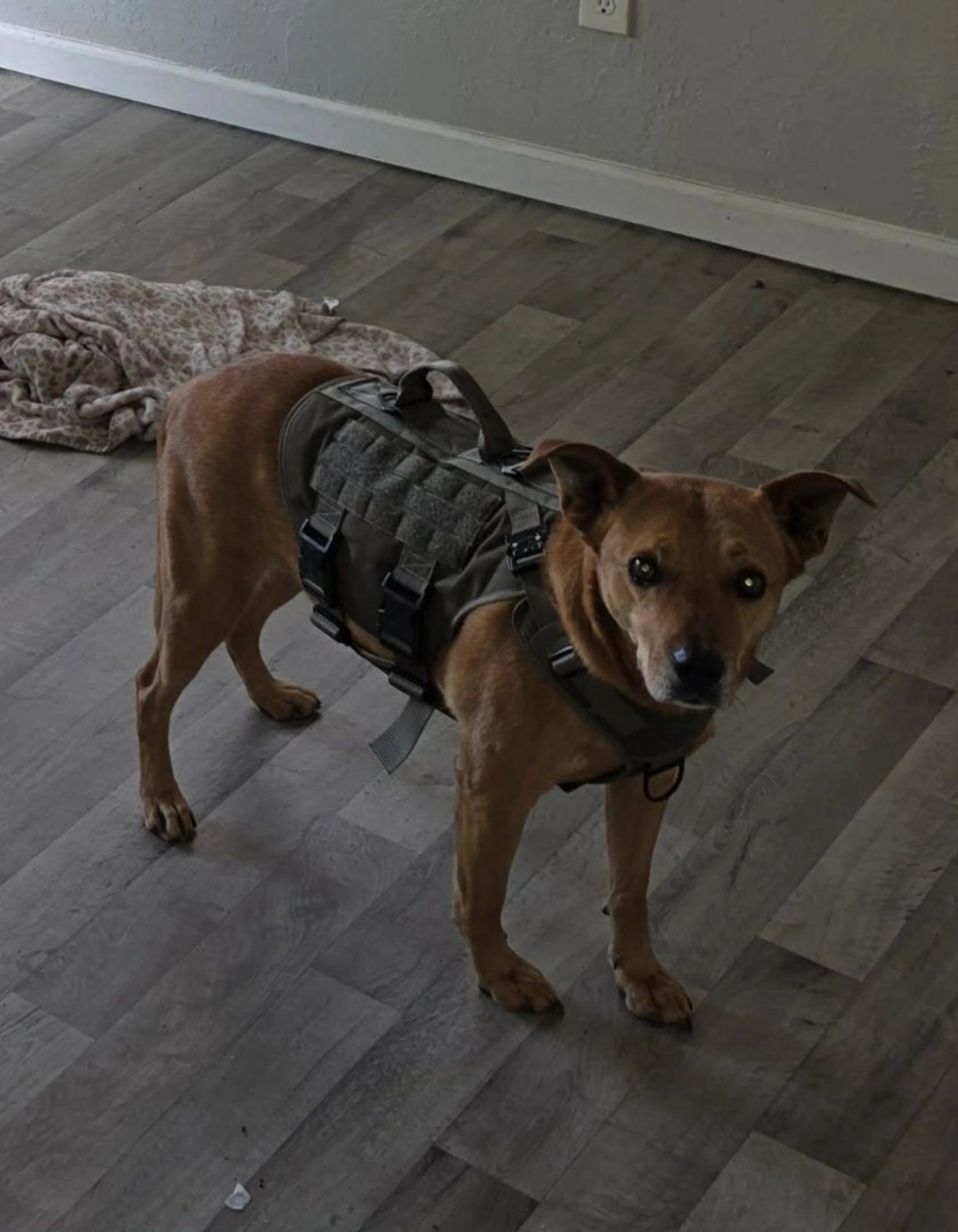 Lost pet-1