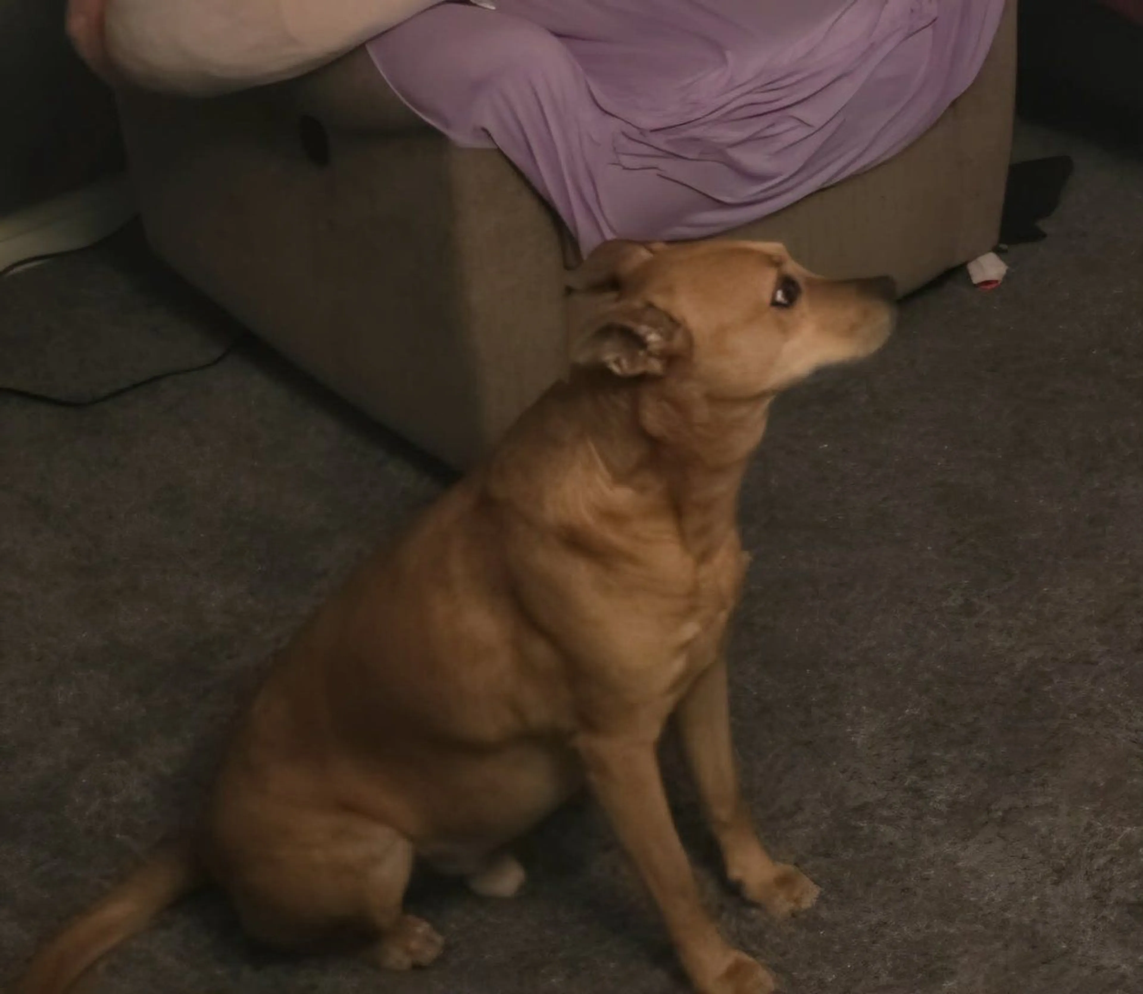 Lost pet-2