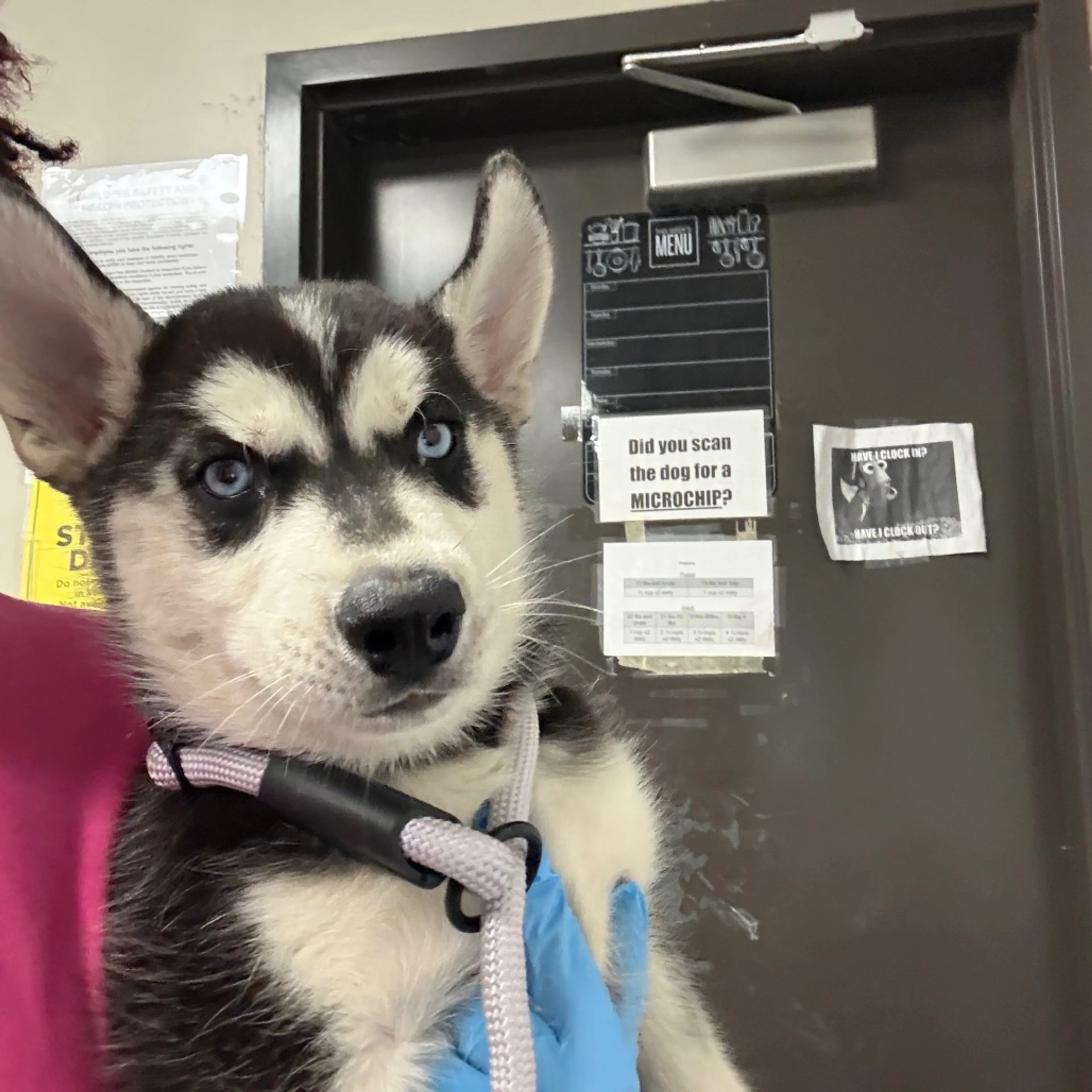 Found pet