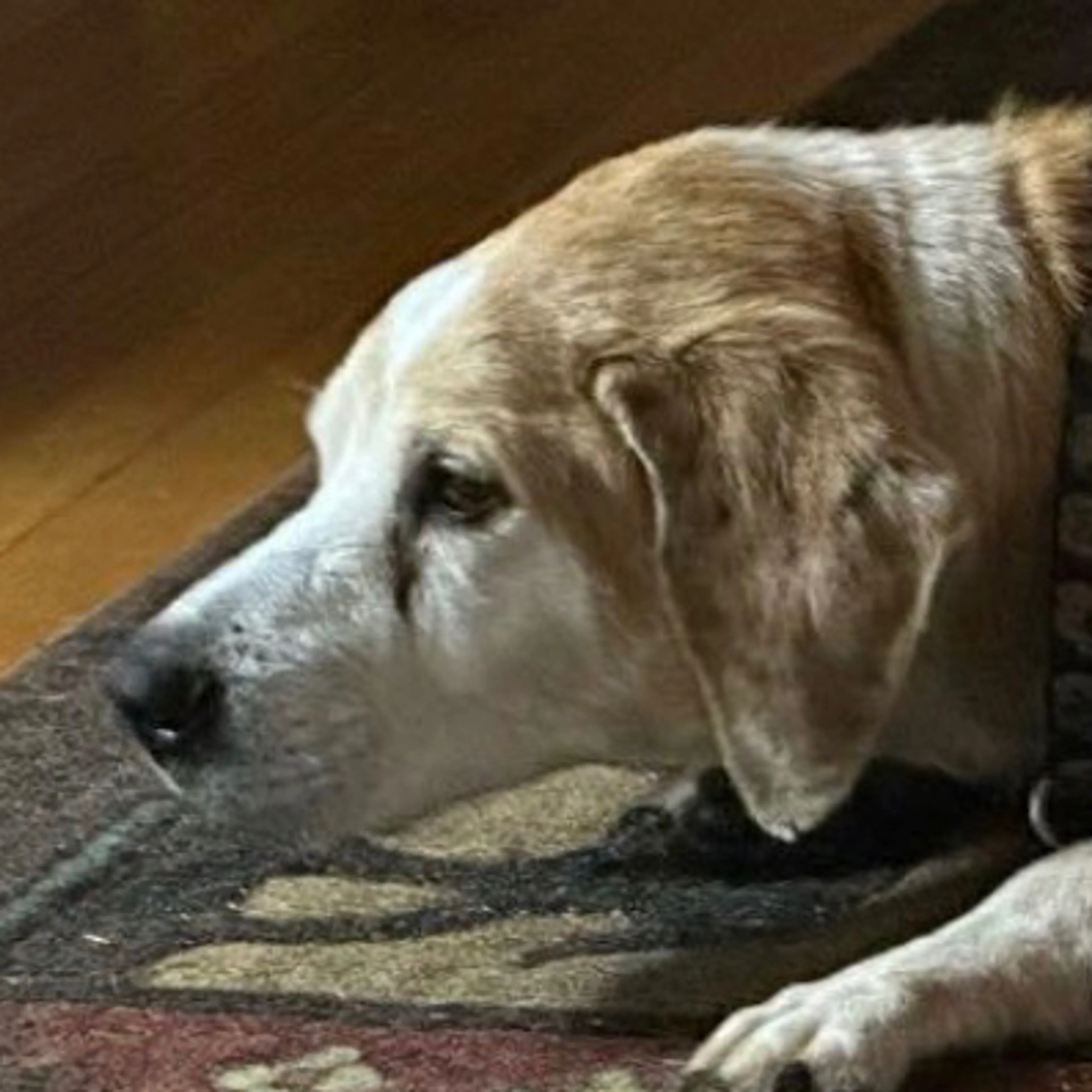 Lost pet-2
