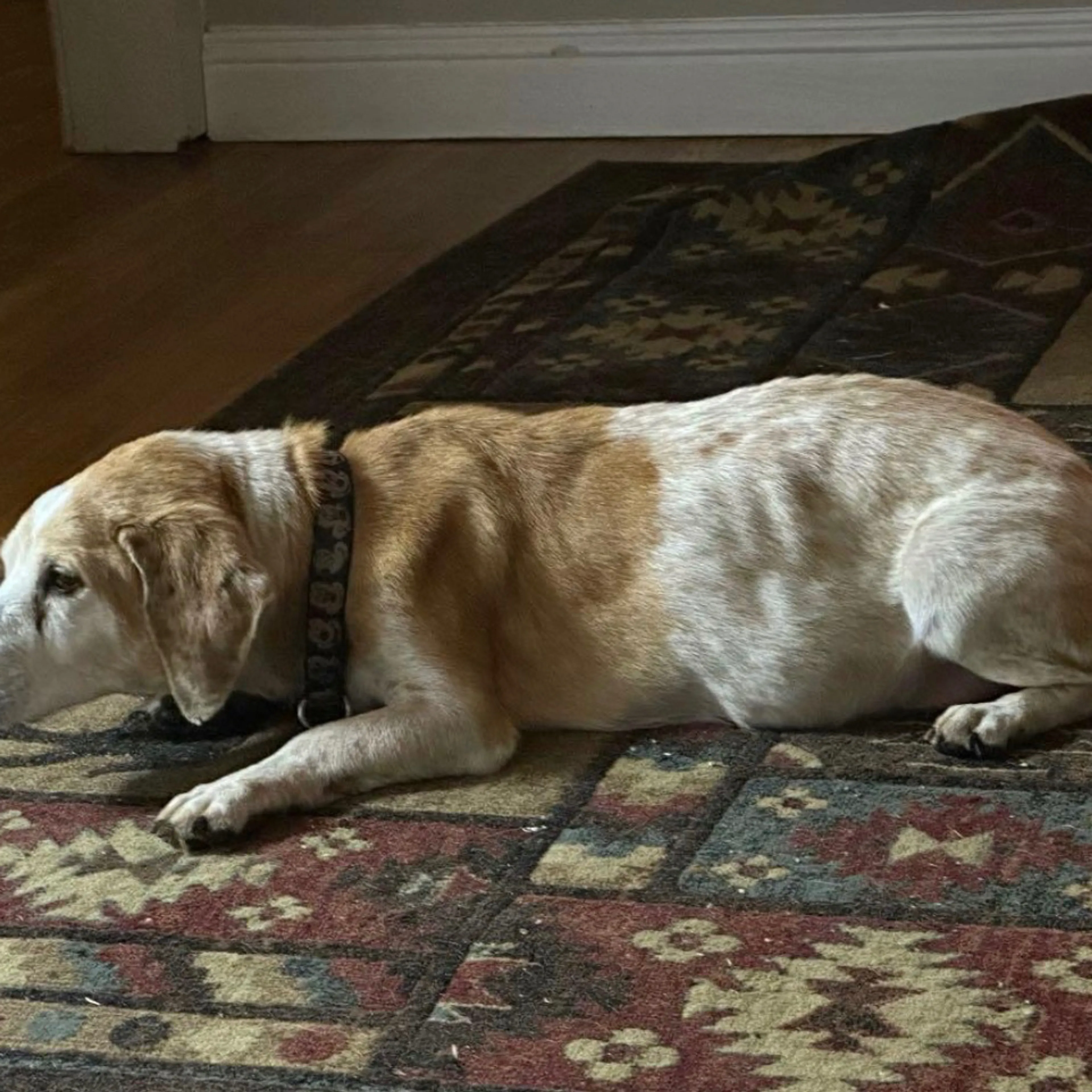 Lost pet-1