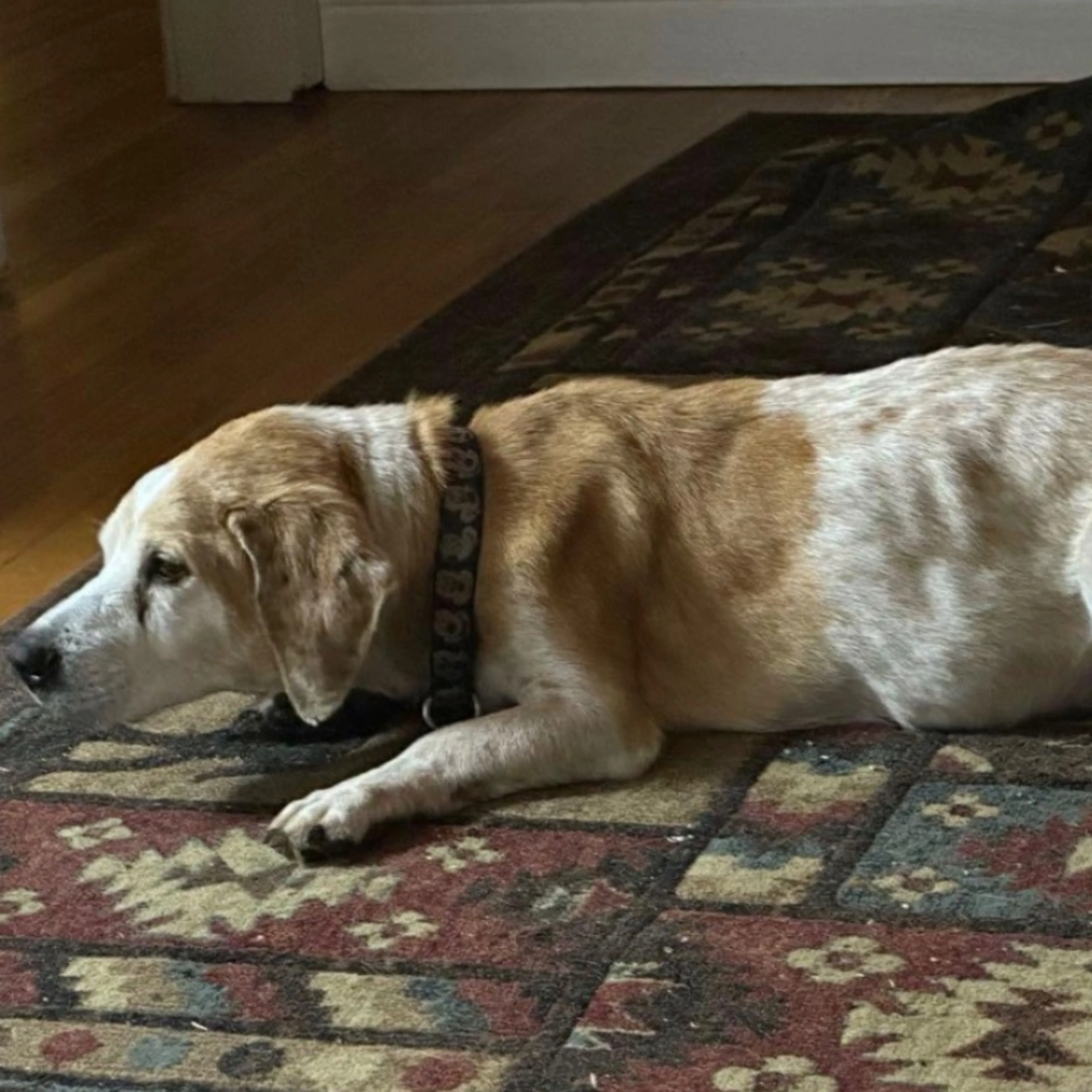 Lost pet-0