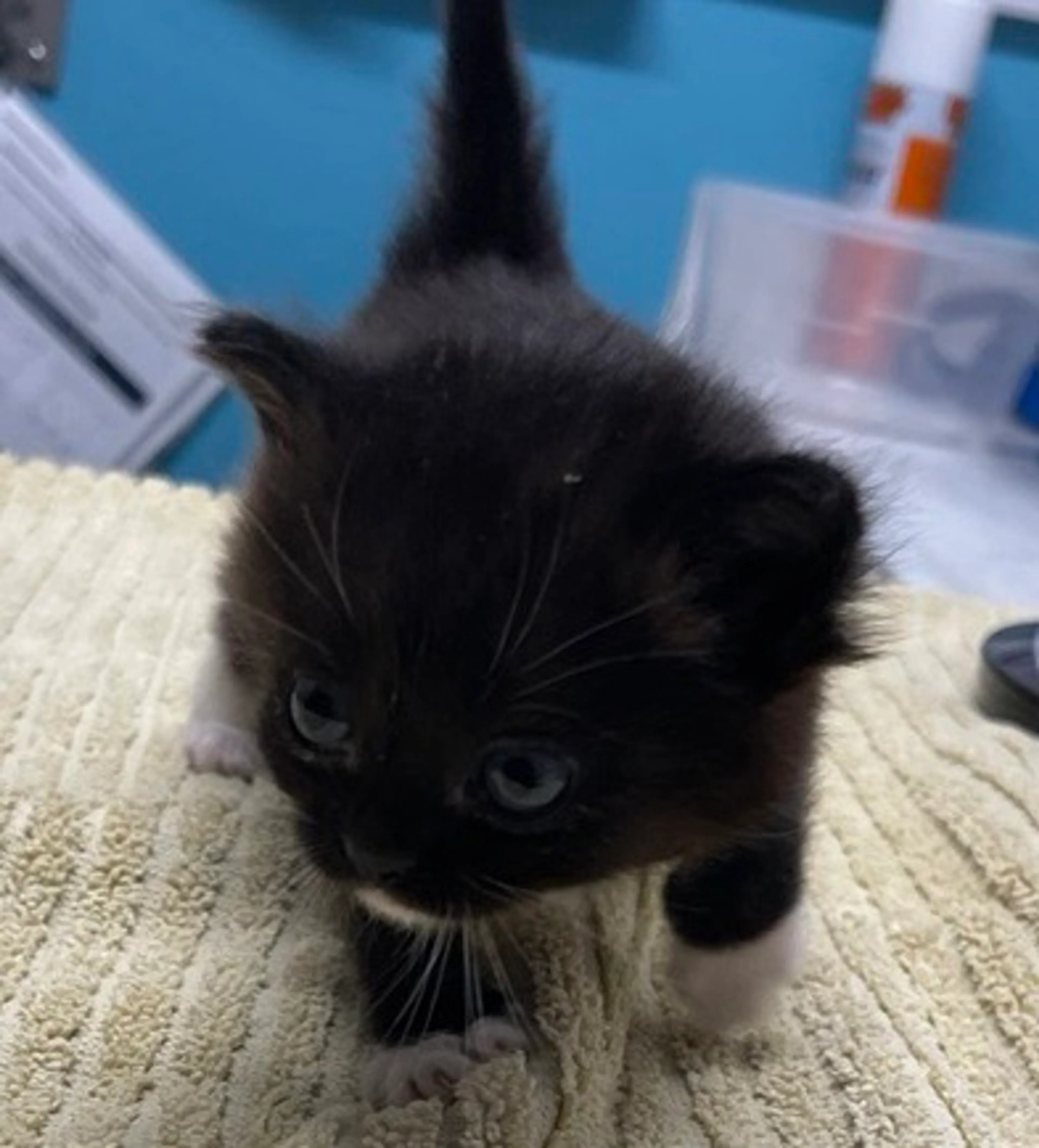 Found pet