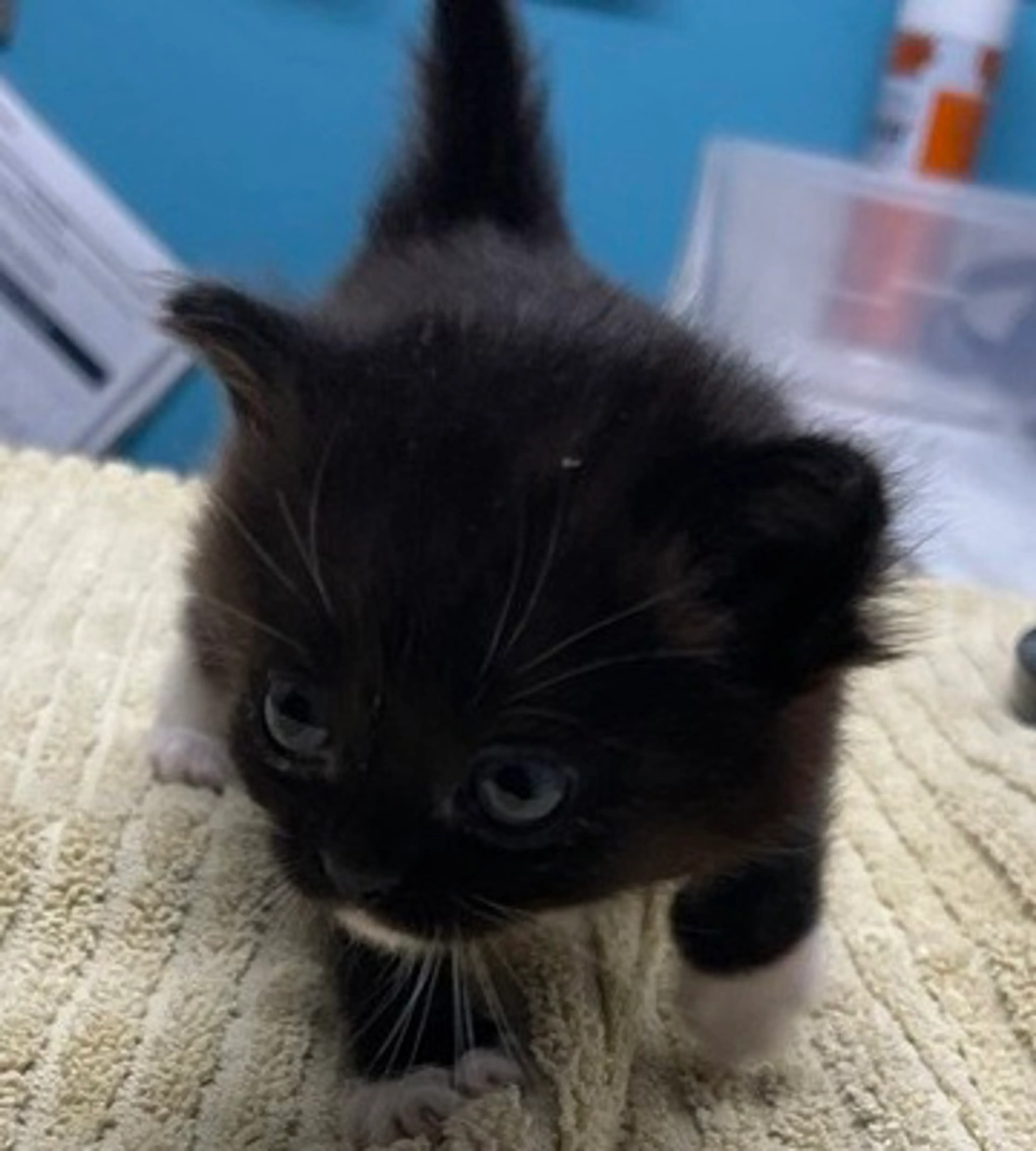 Found pet