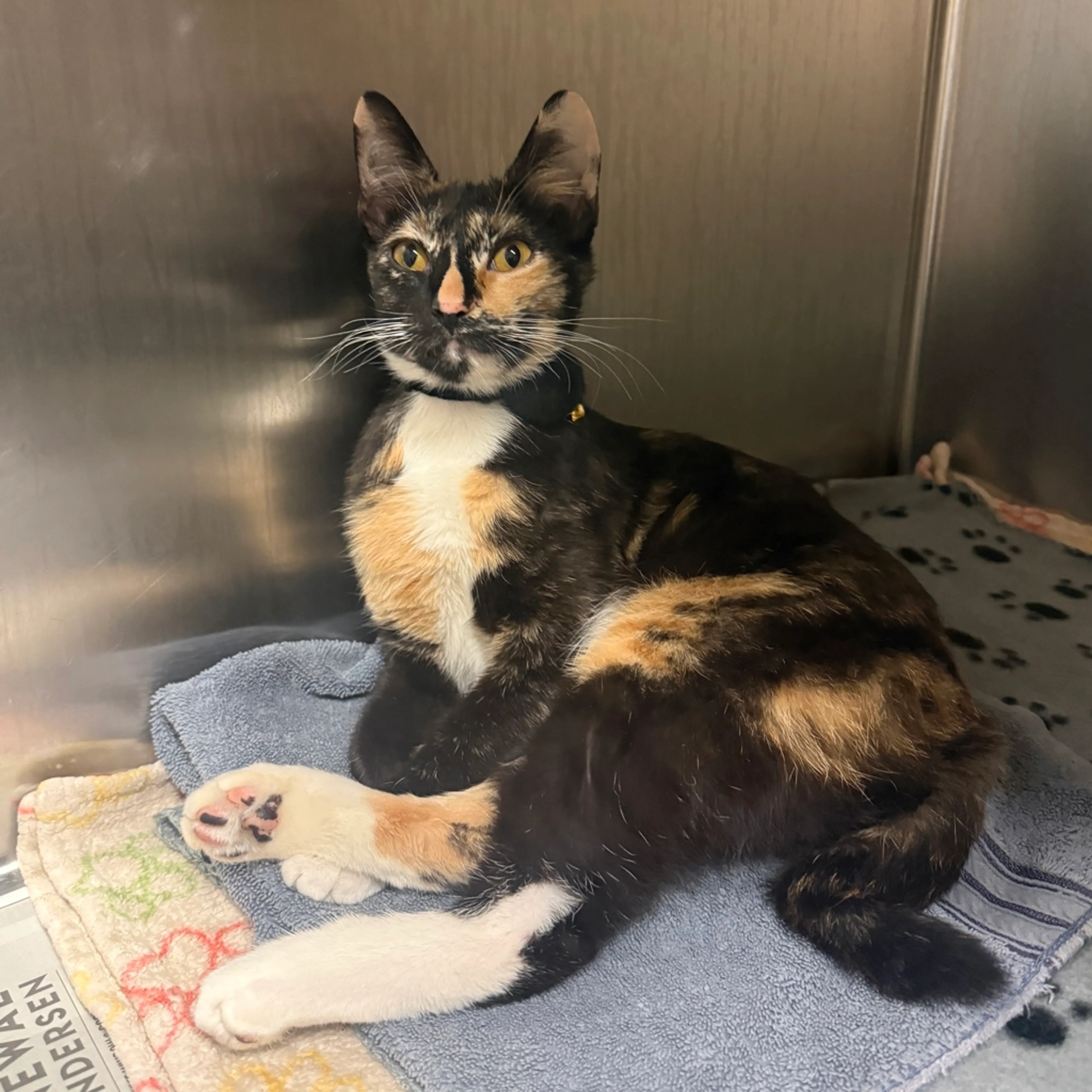 Found pet-1