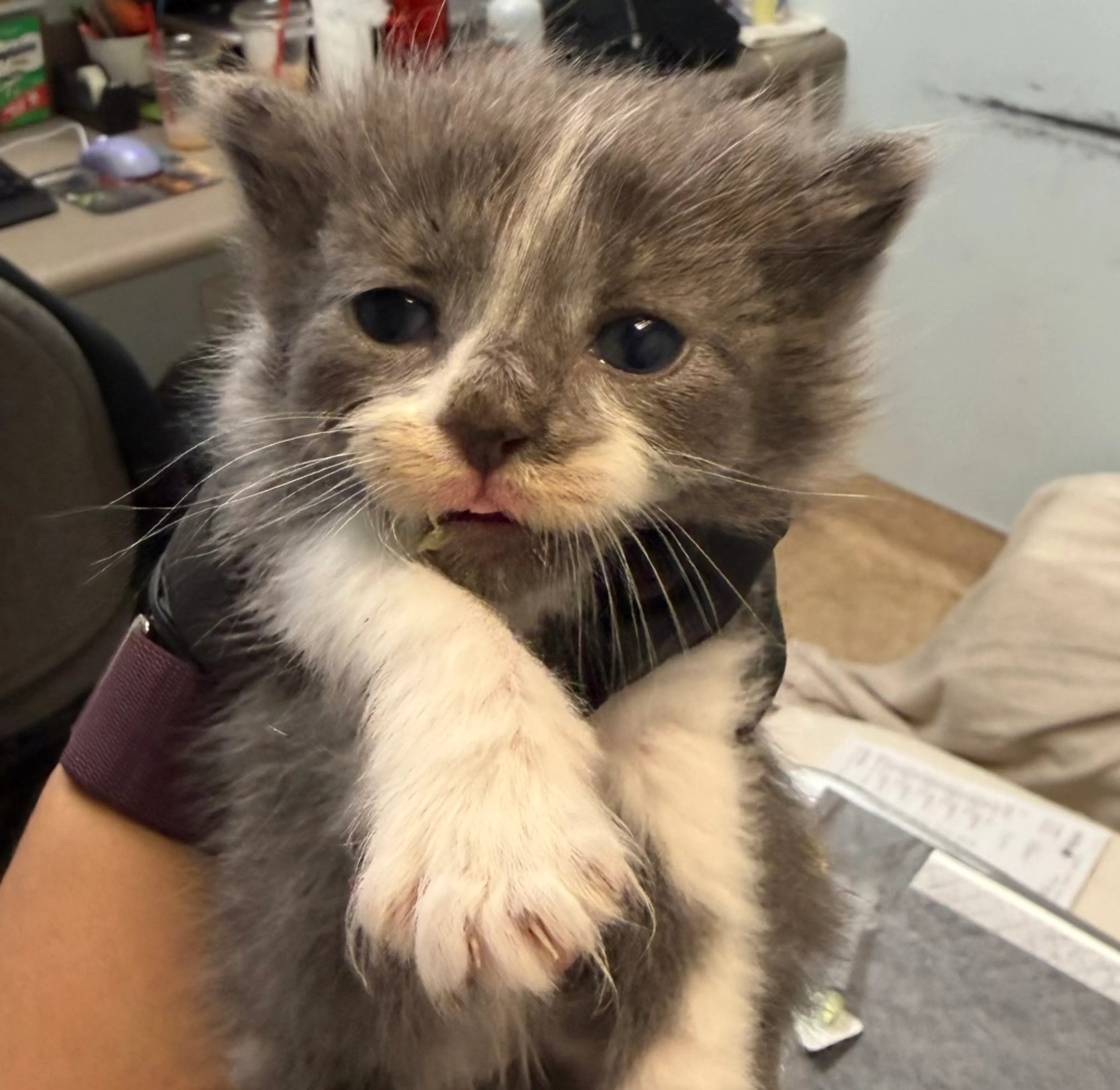 Found pet