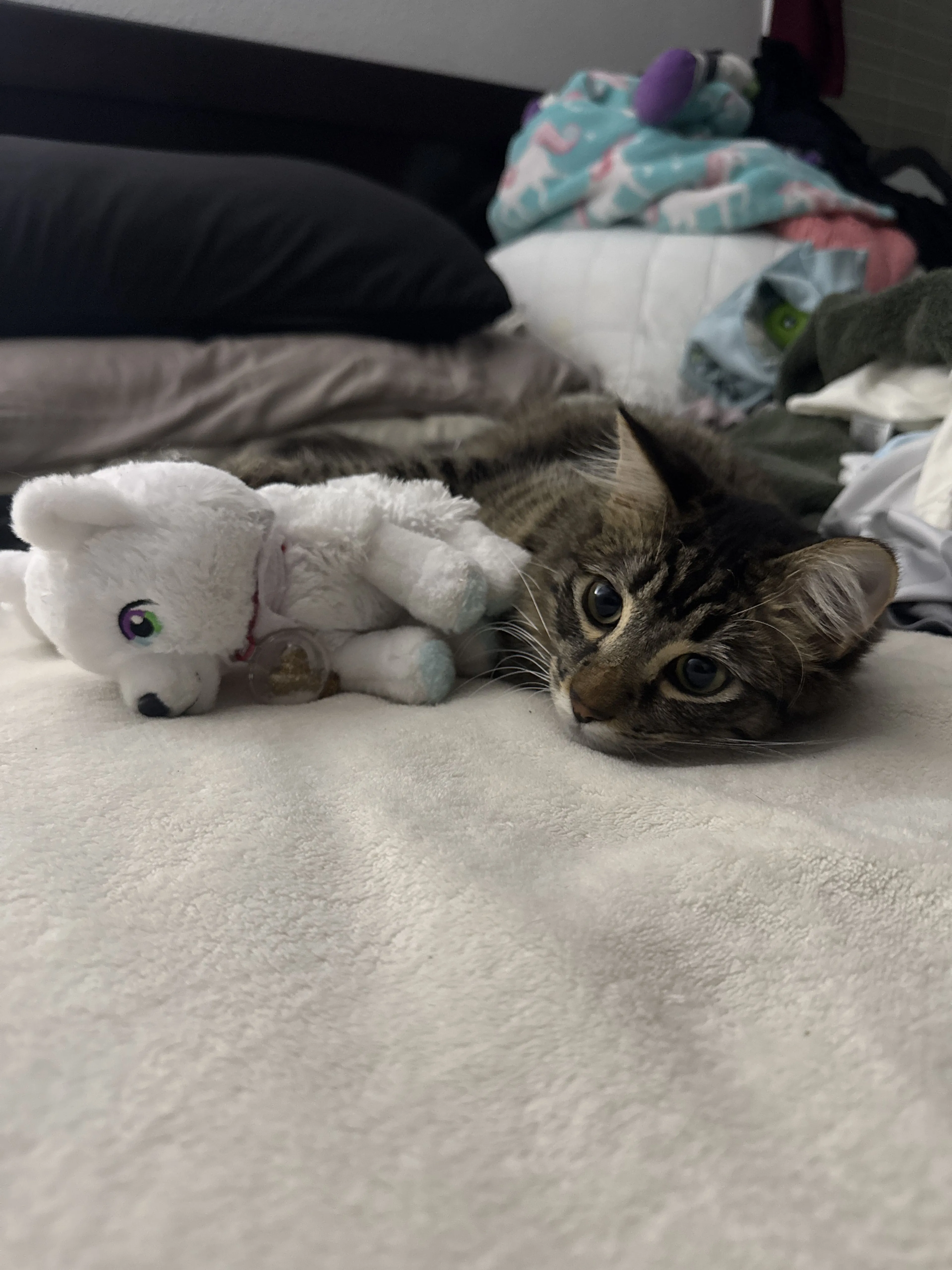 Lost pet