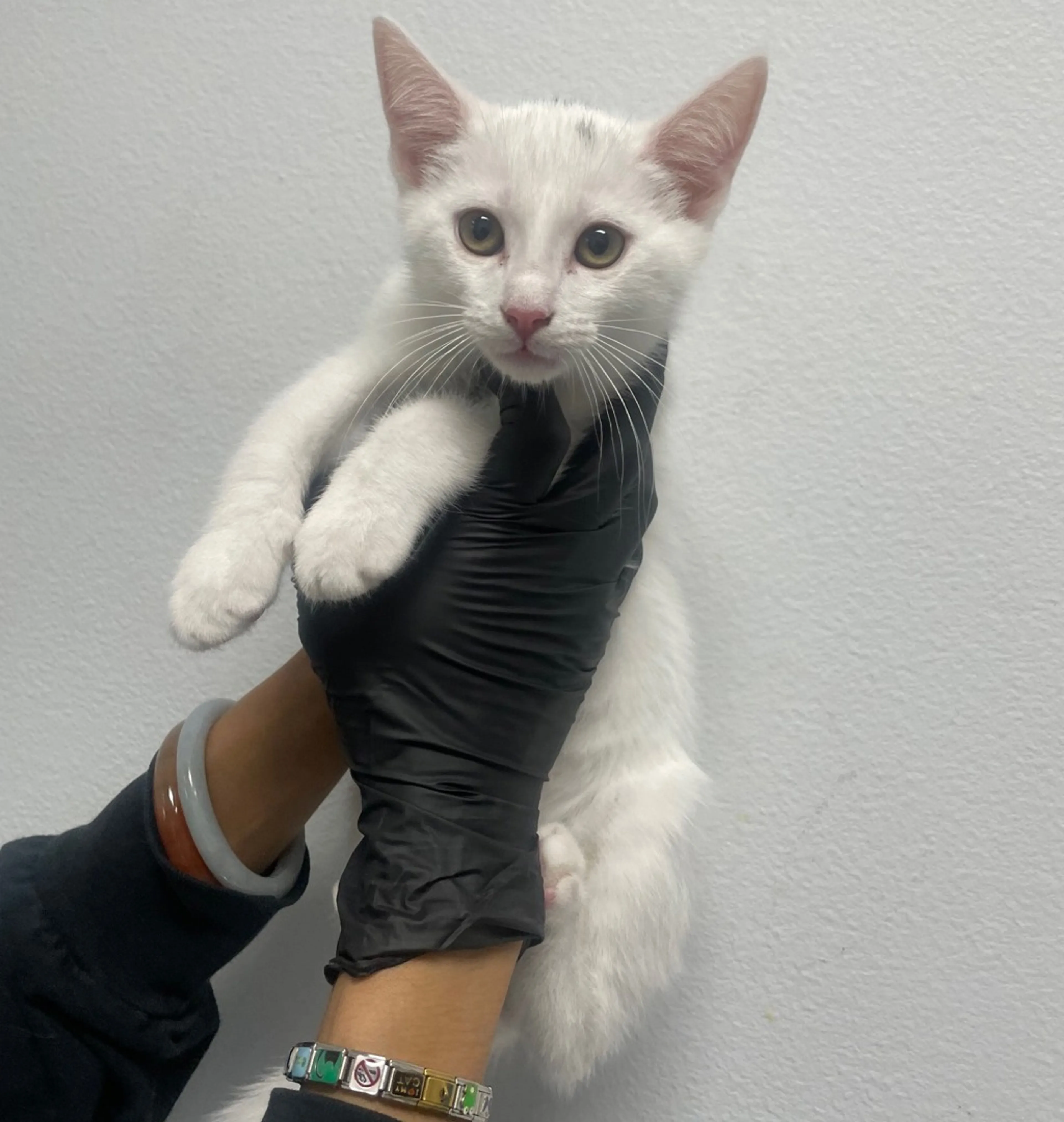 Found pet