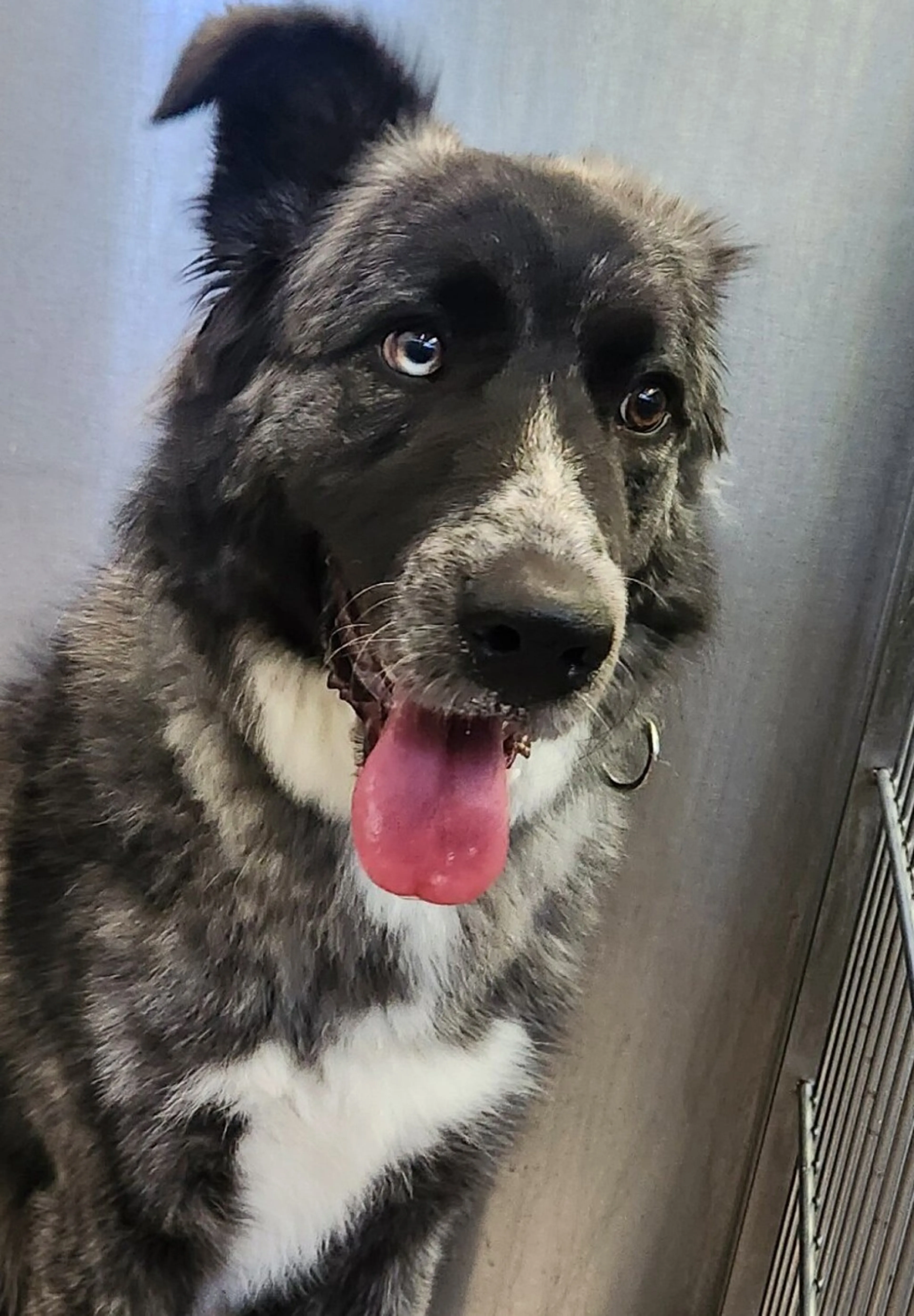 Found pet-1
