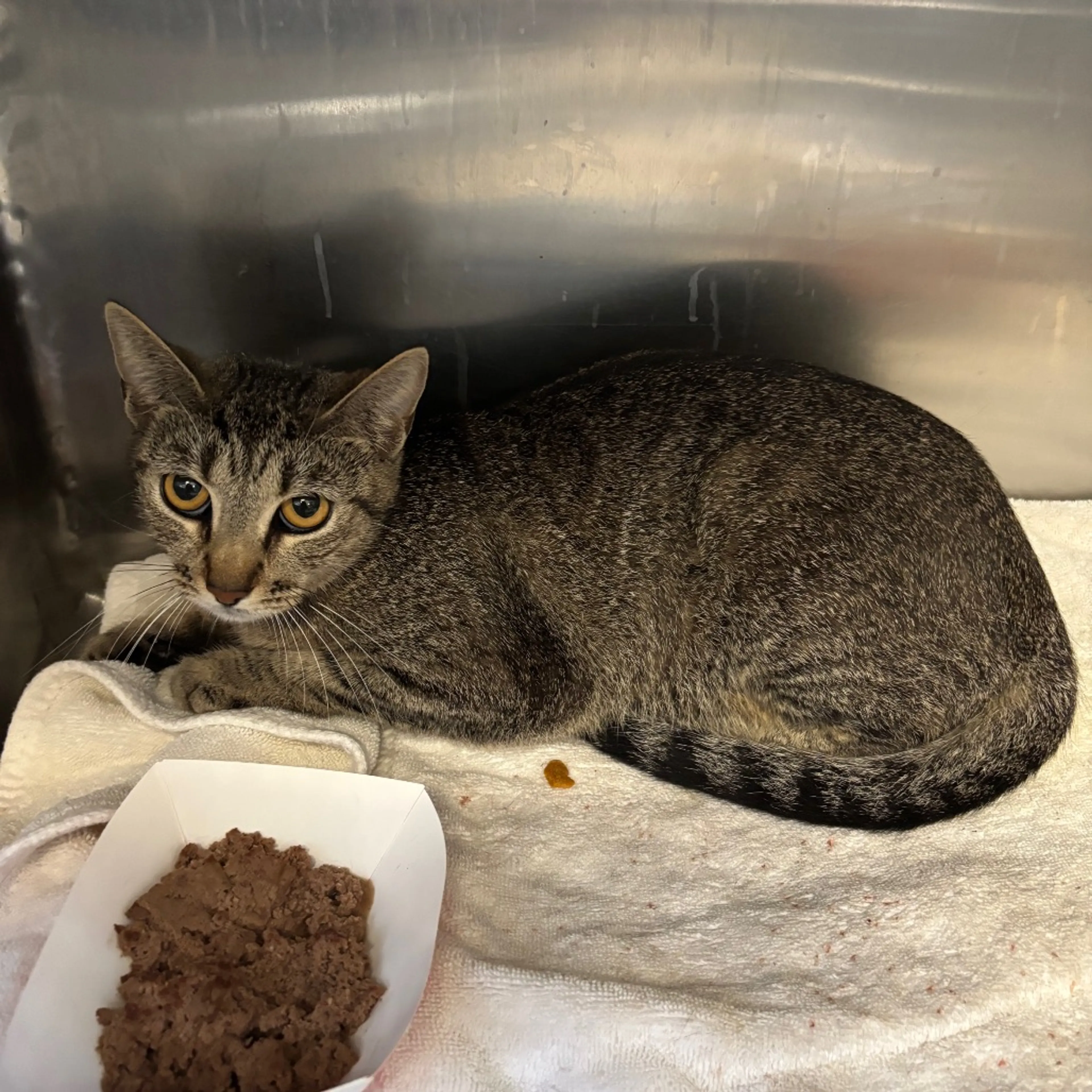 Found pet