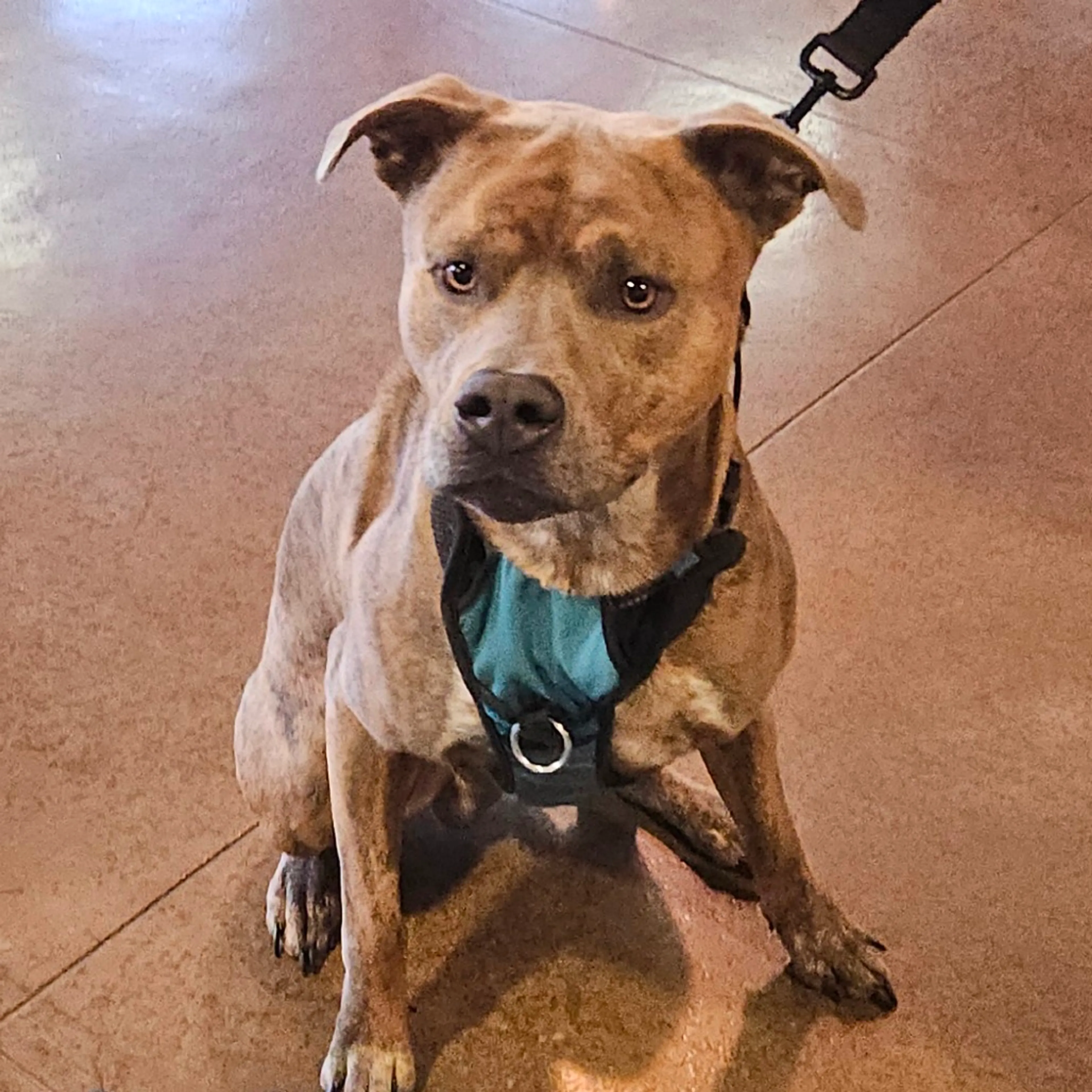 Found pet