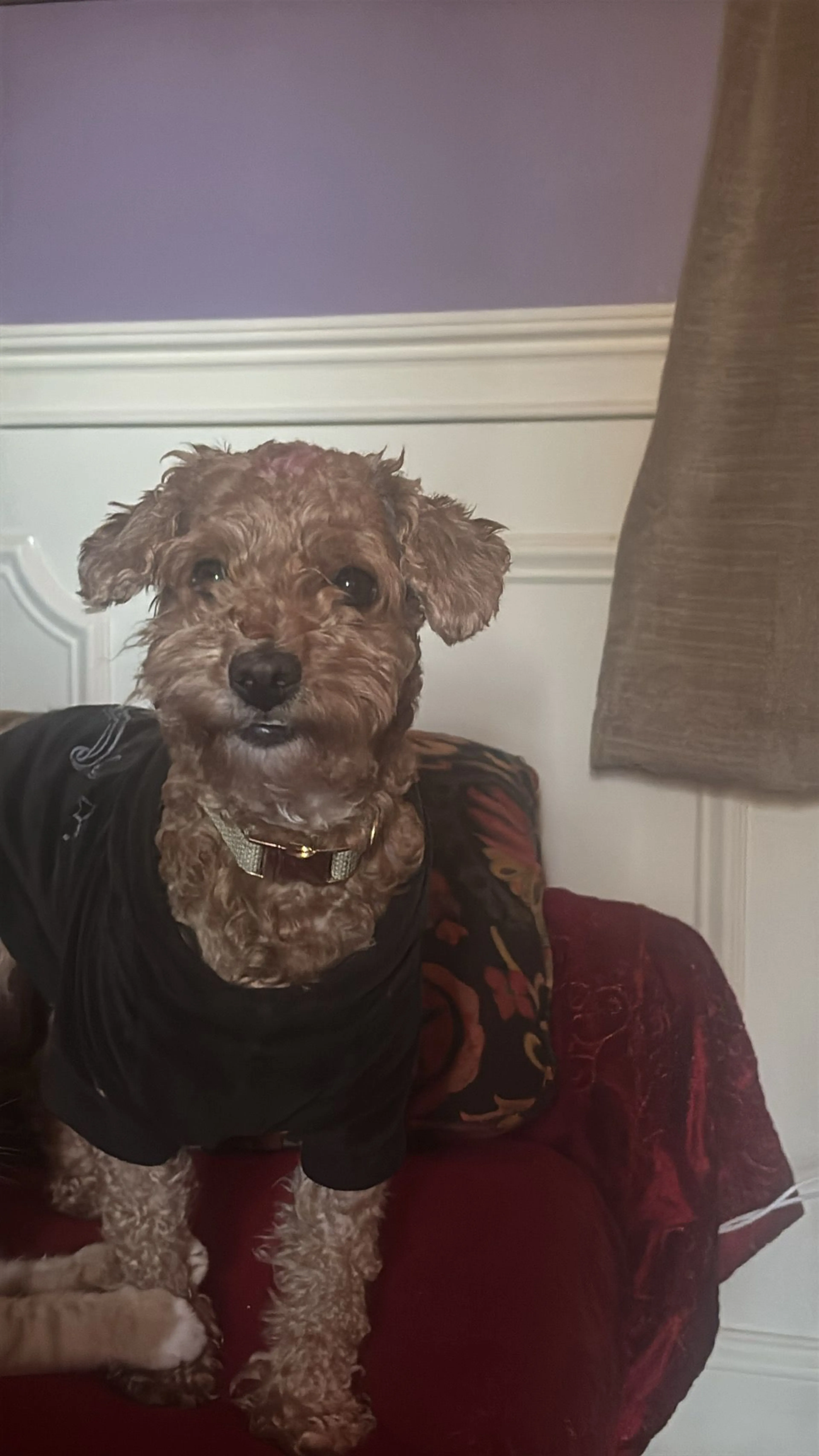 Lost pet