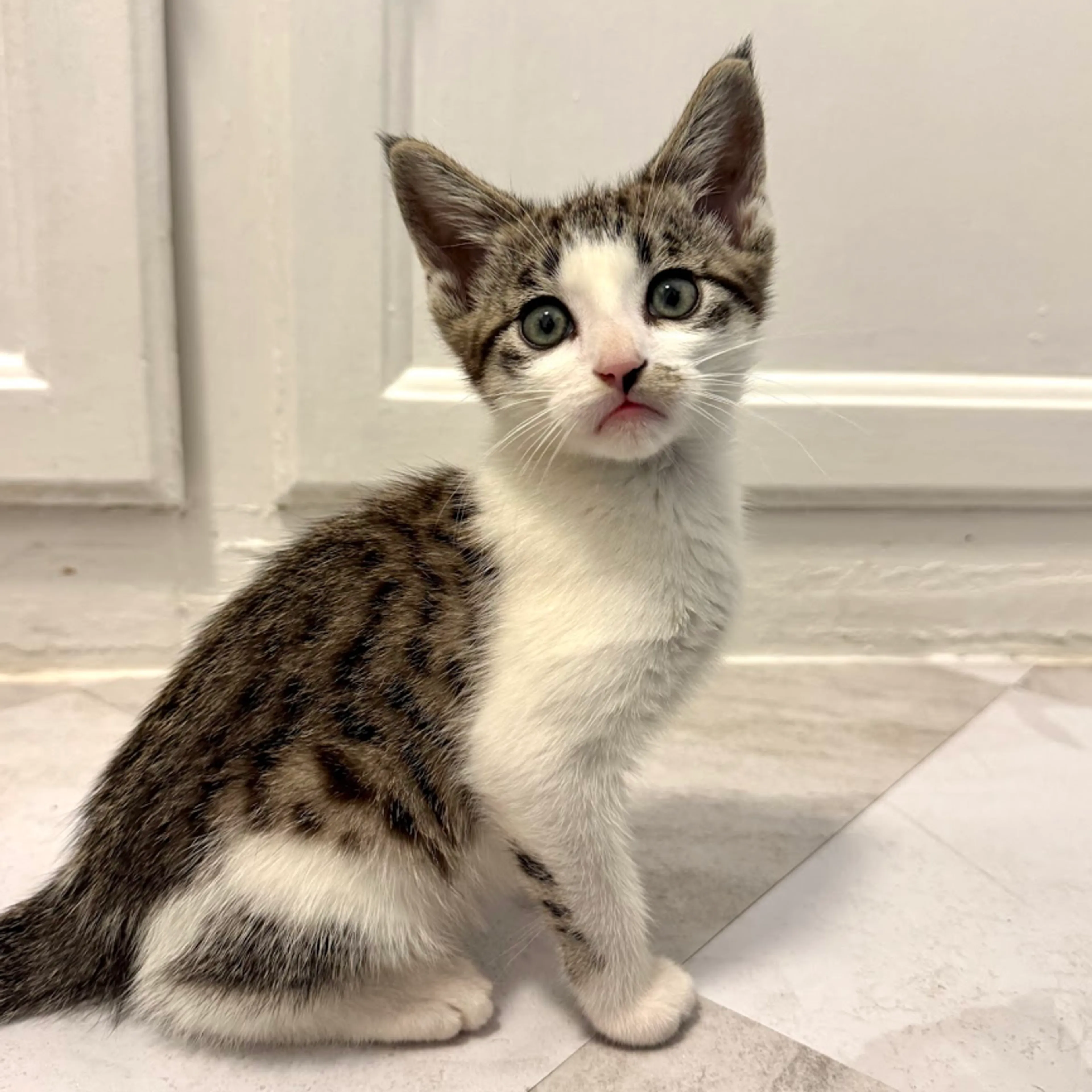 Found pet-2