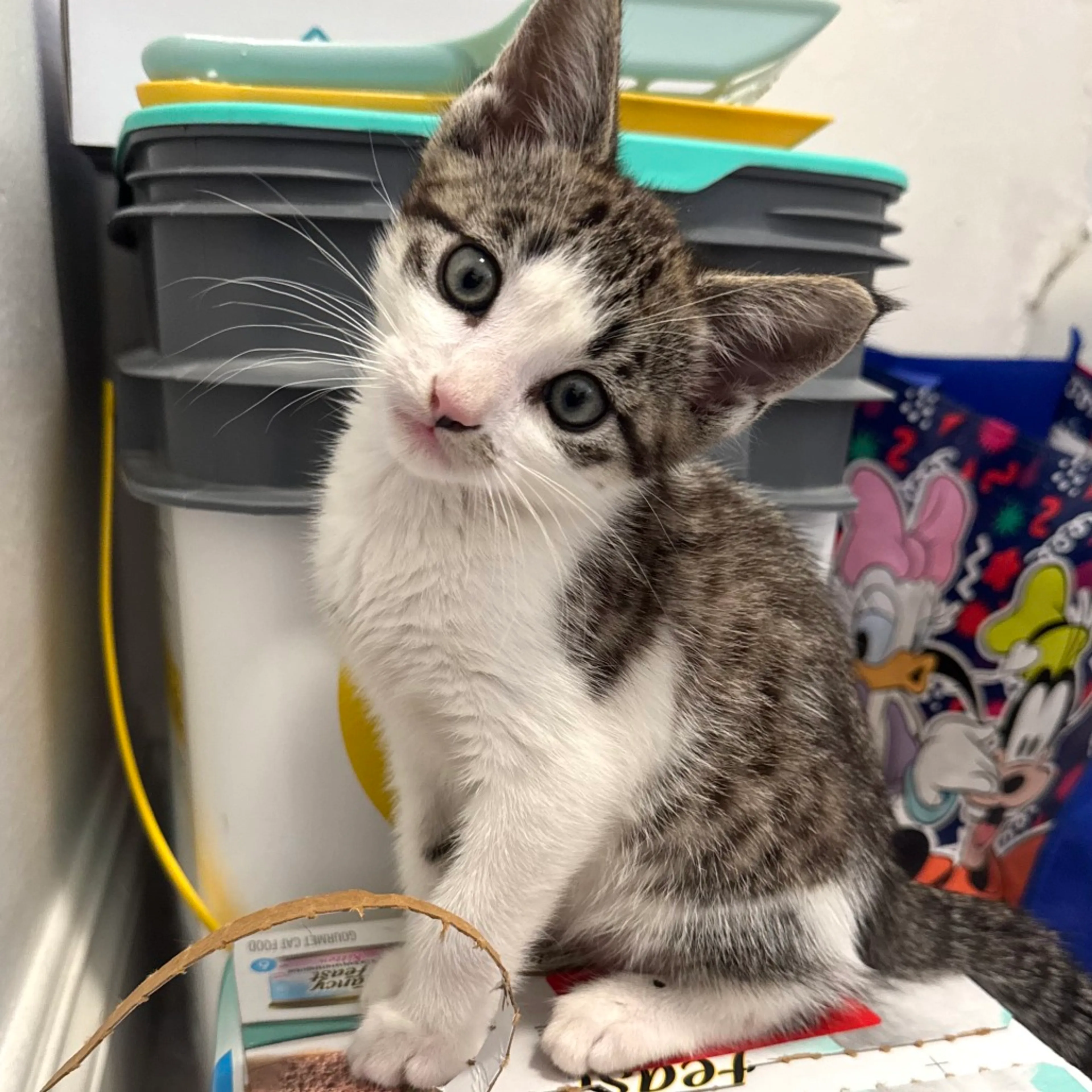 Found pet-5