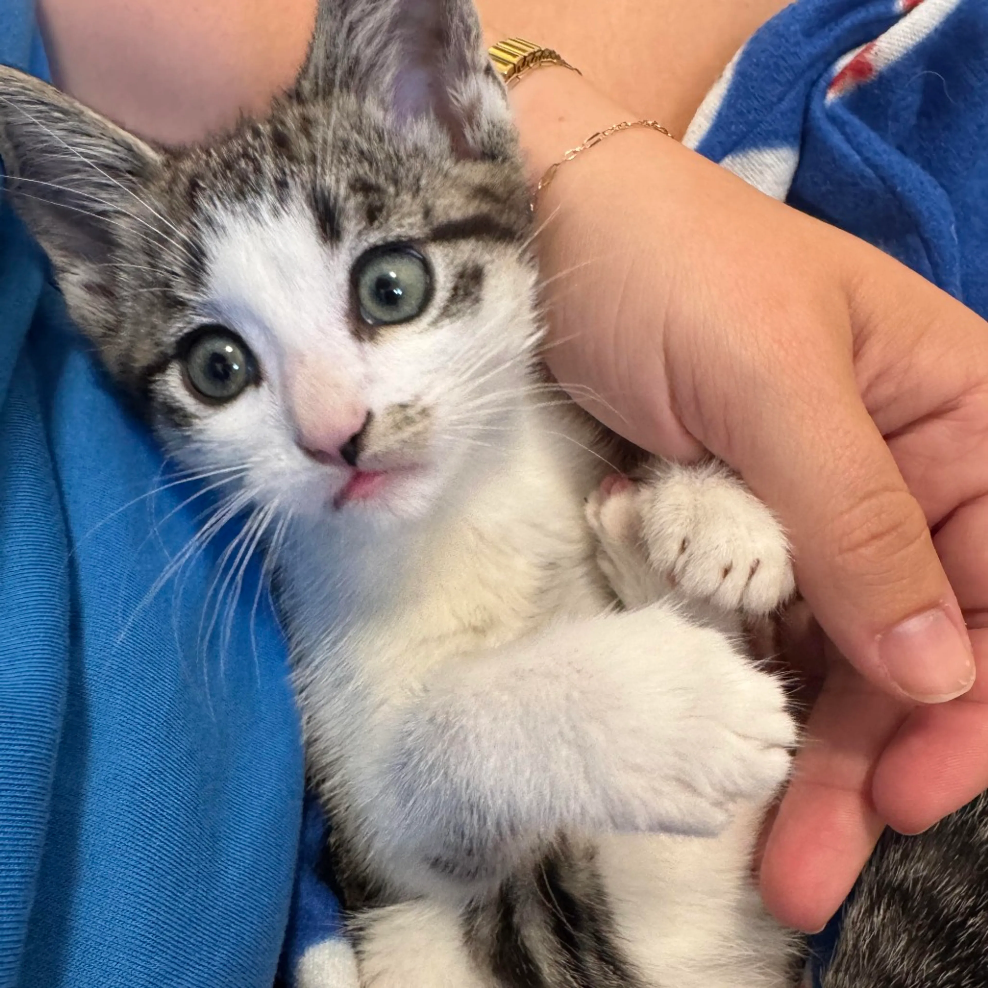 Found pet-3