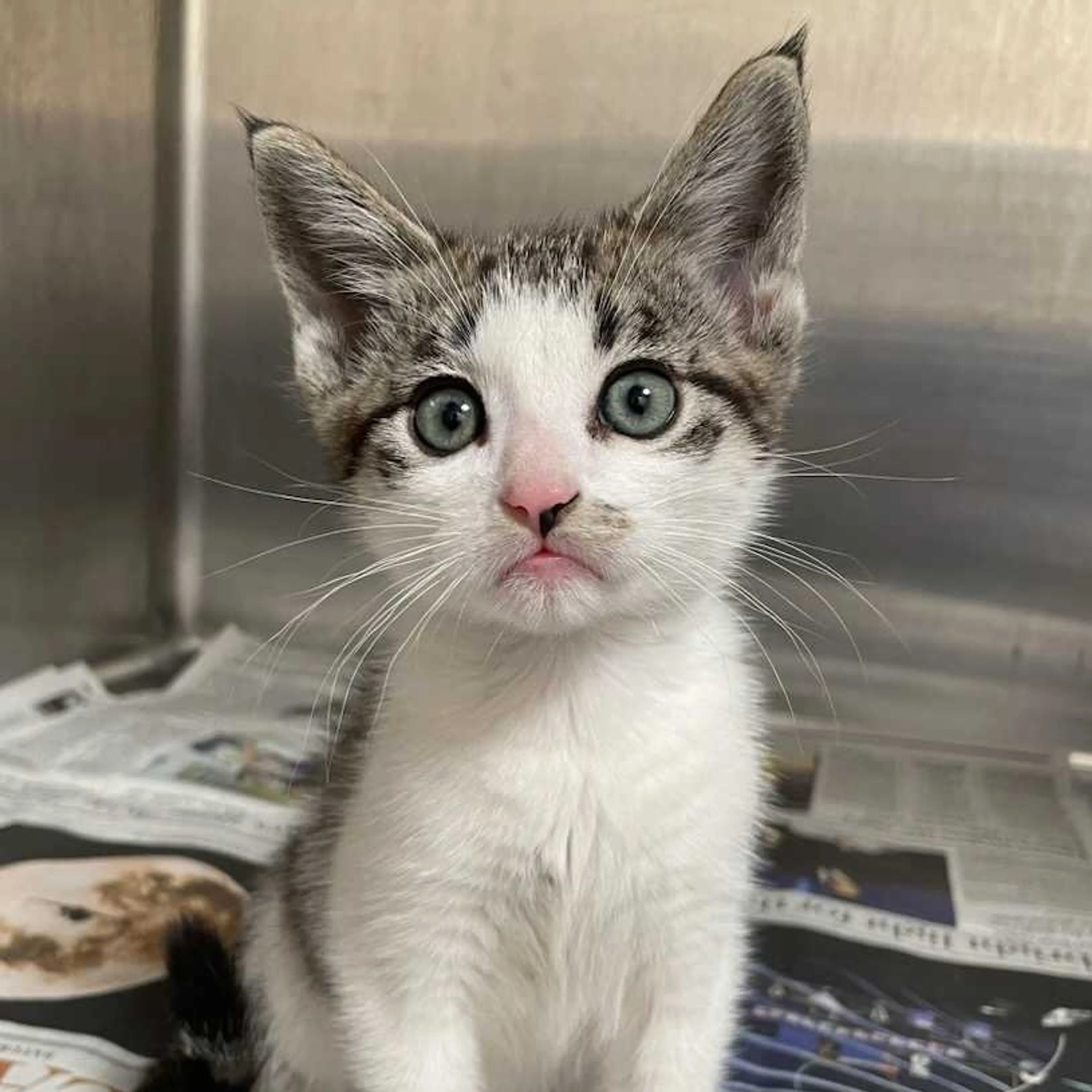 Found pet-1