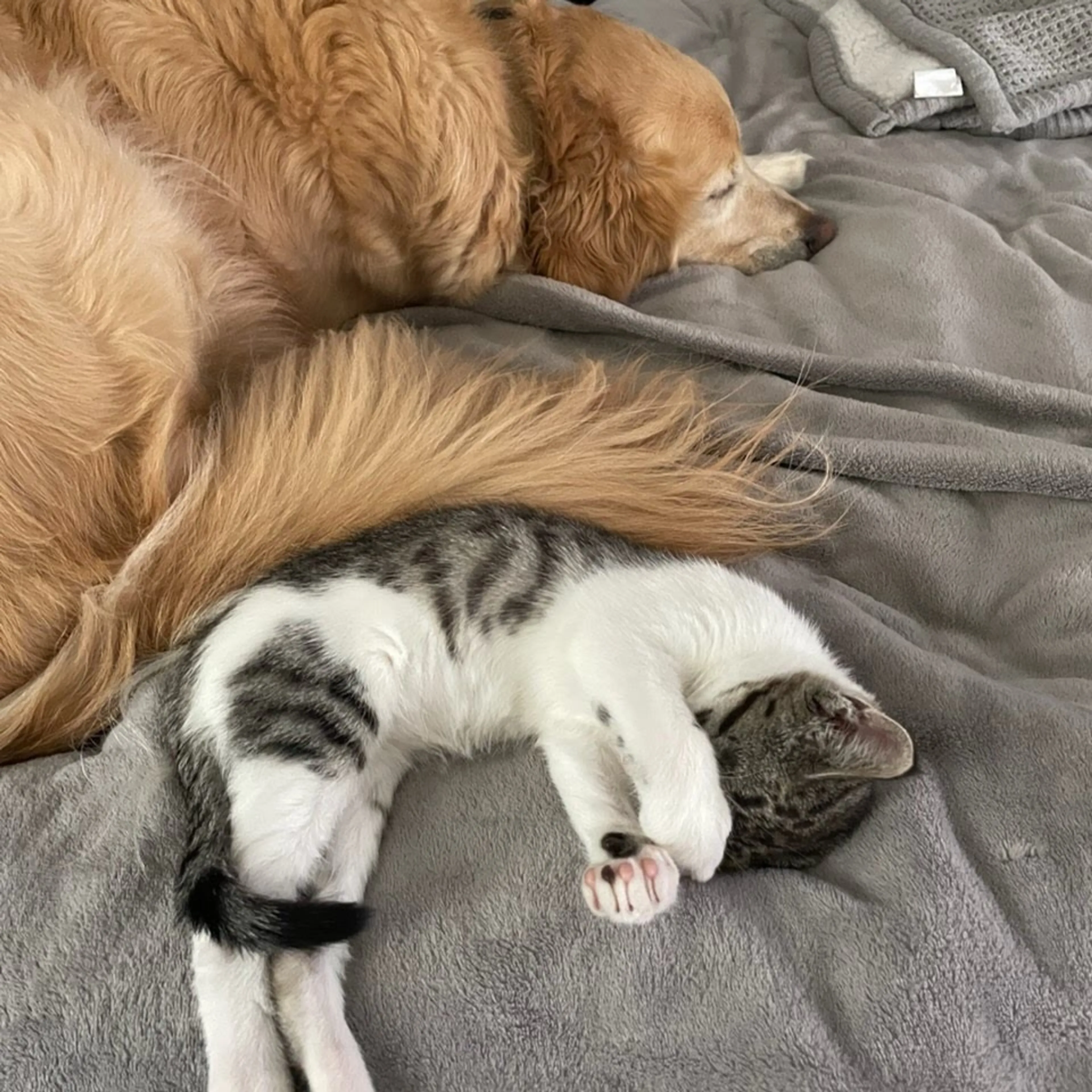 Found pet-6