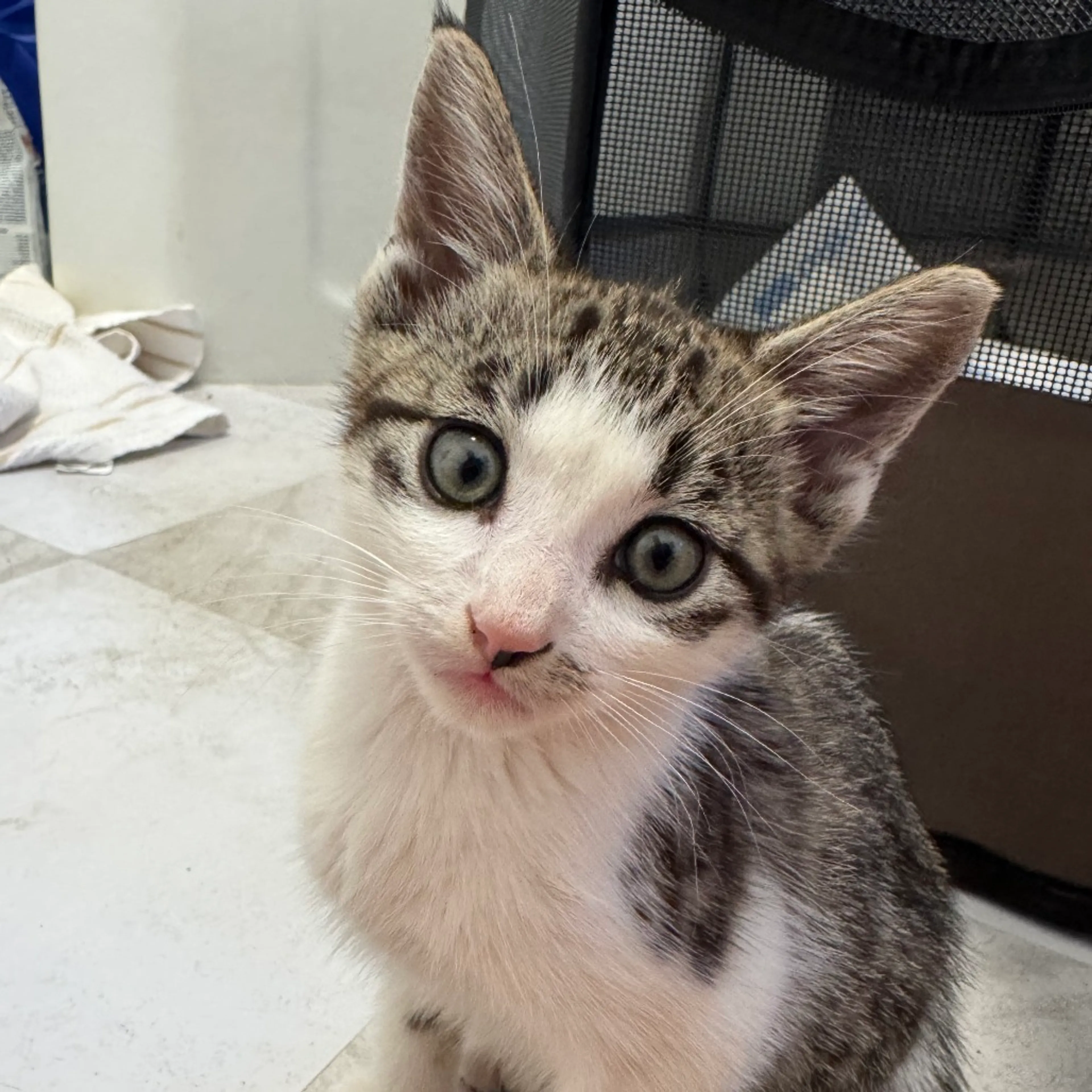 Found pet-4