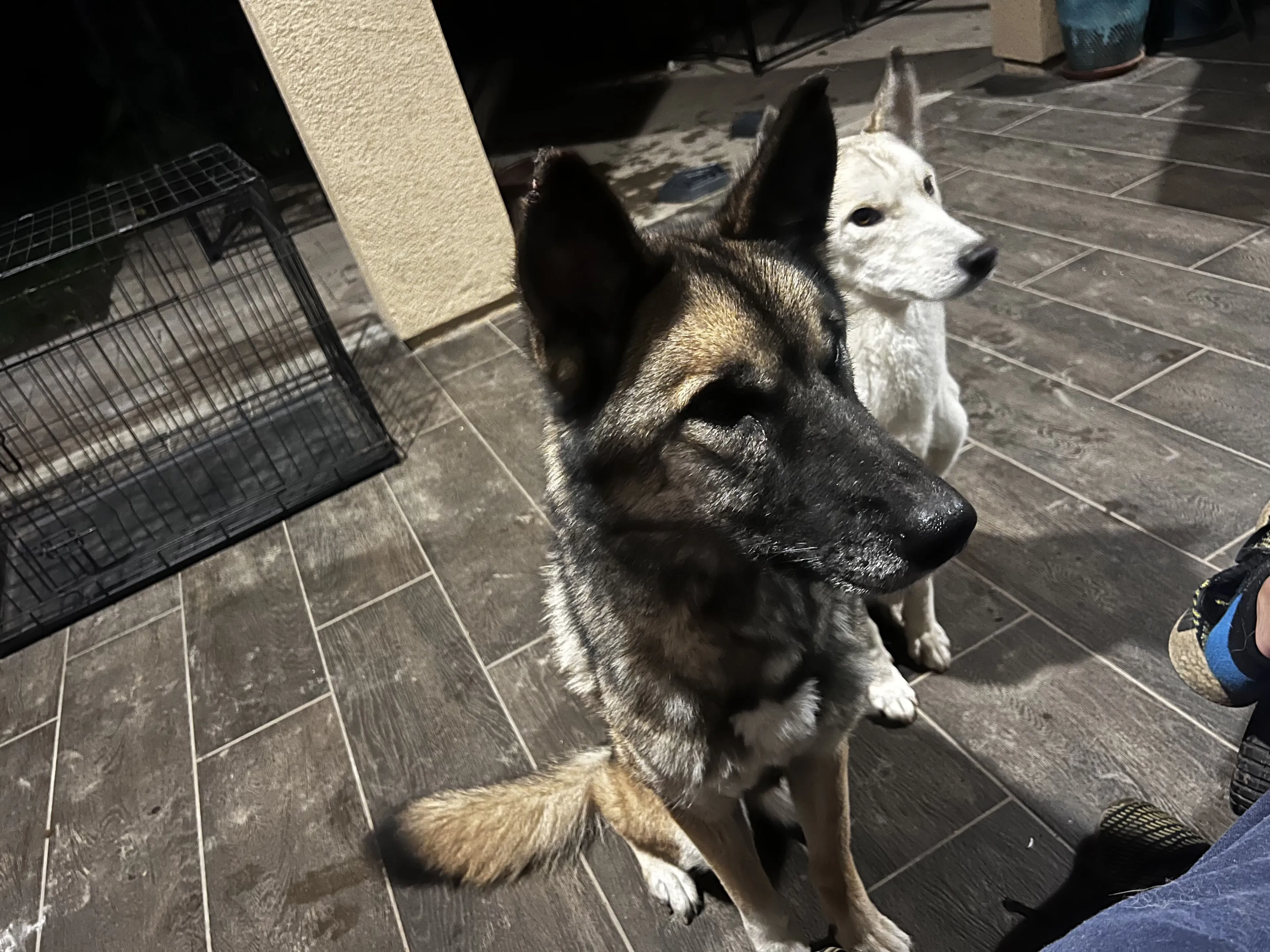 Lost pet