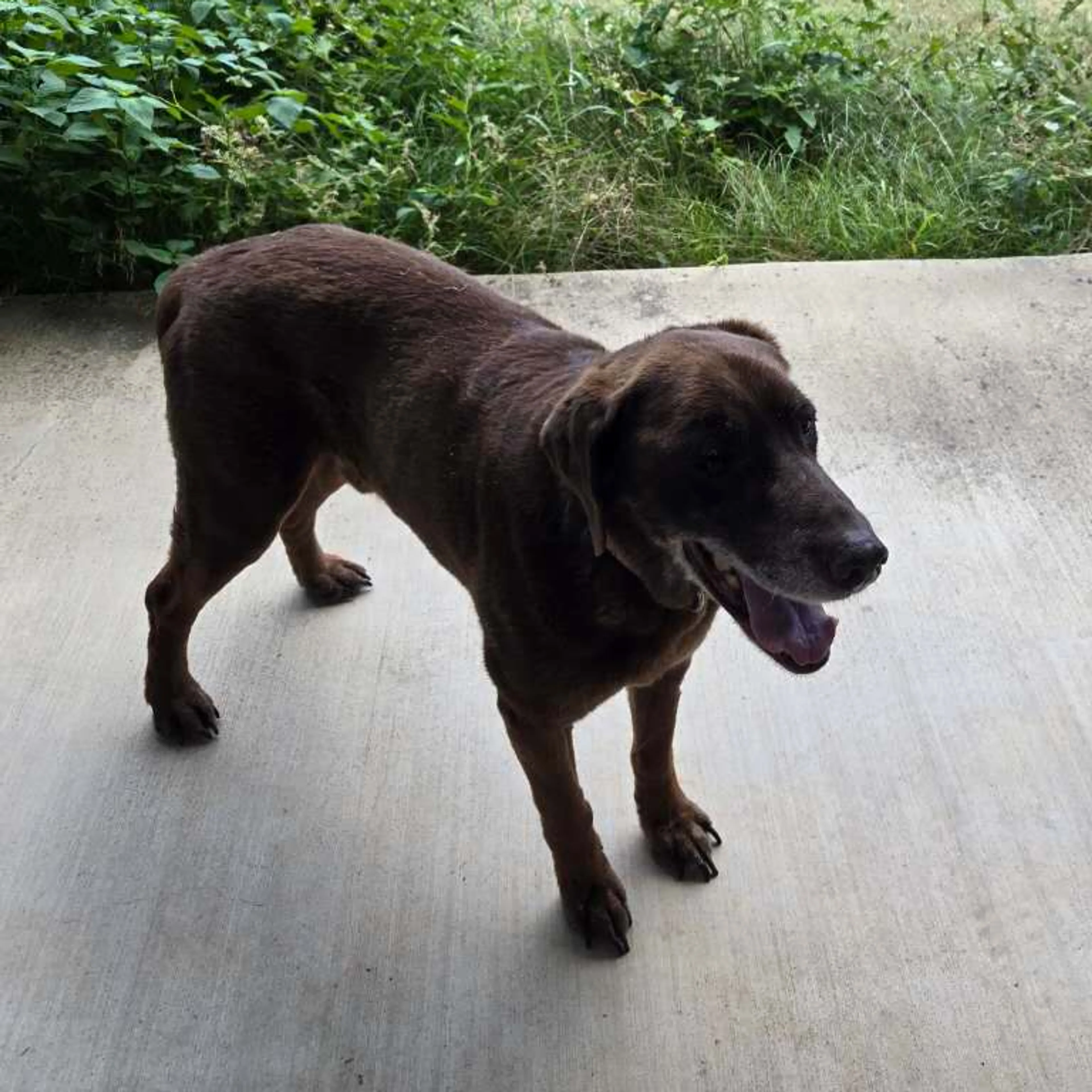 Lost pet-1