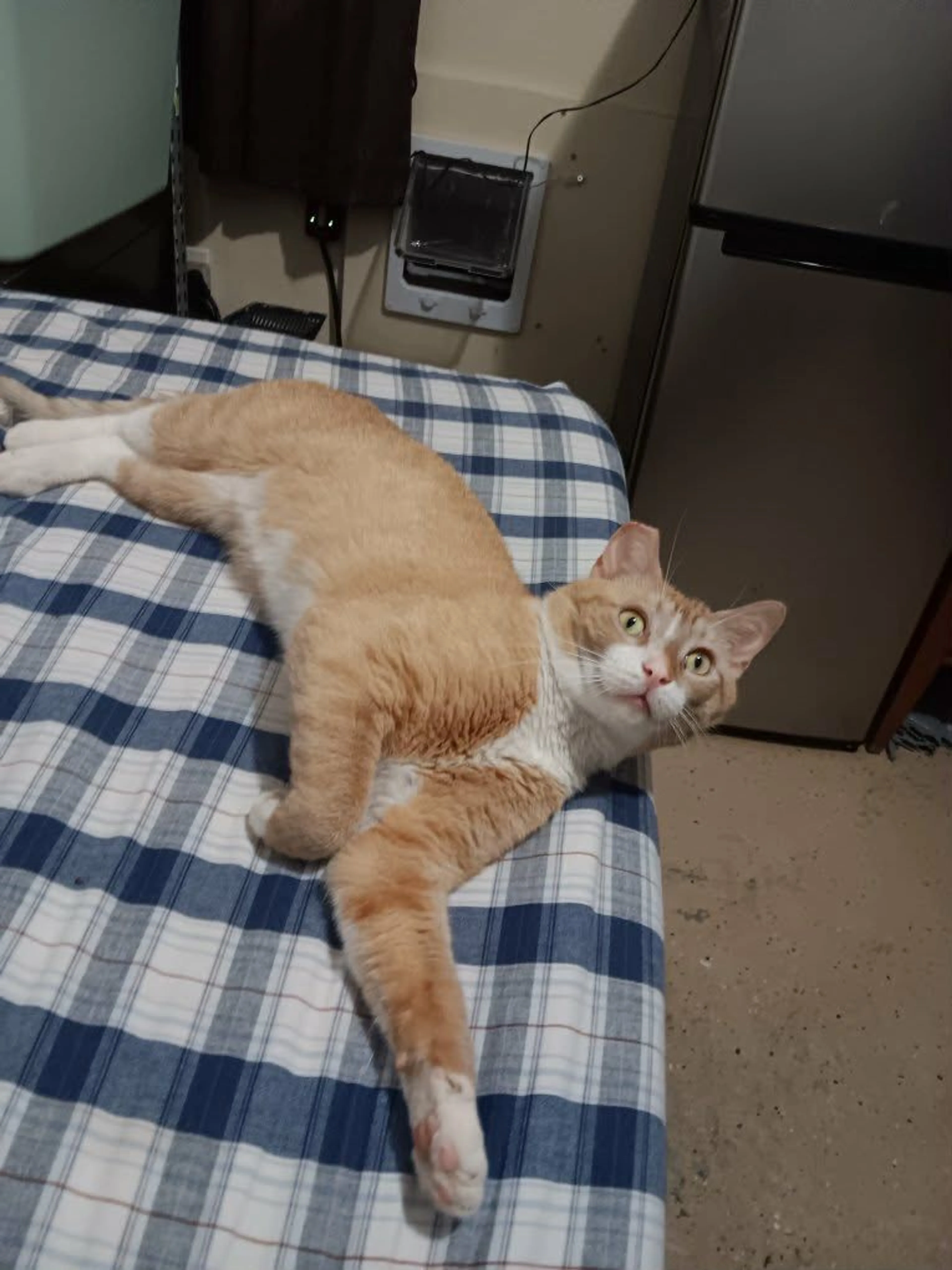 Lost pet