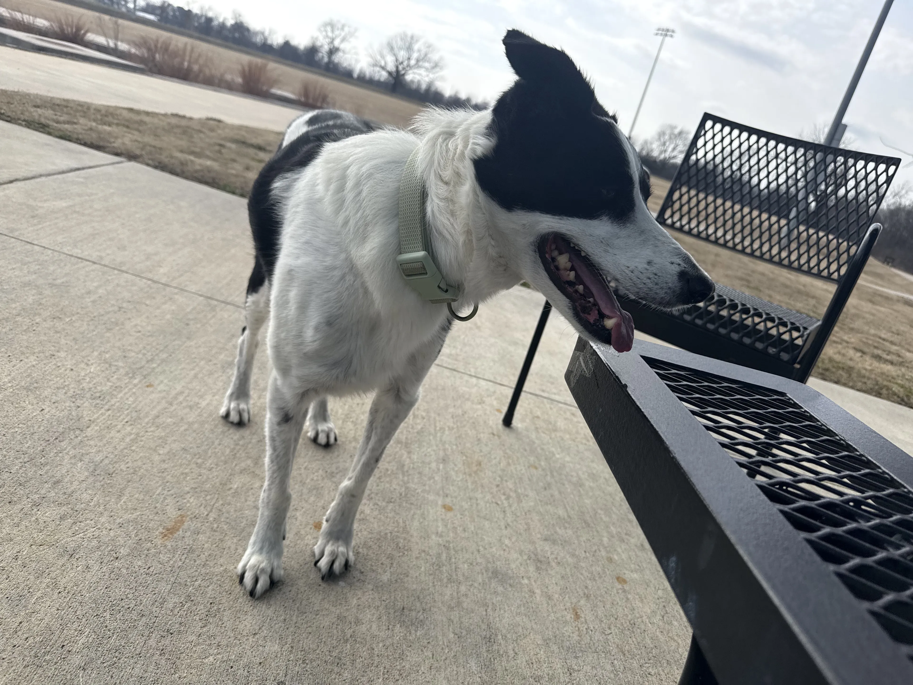 Lost pet-0