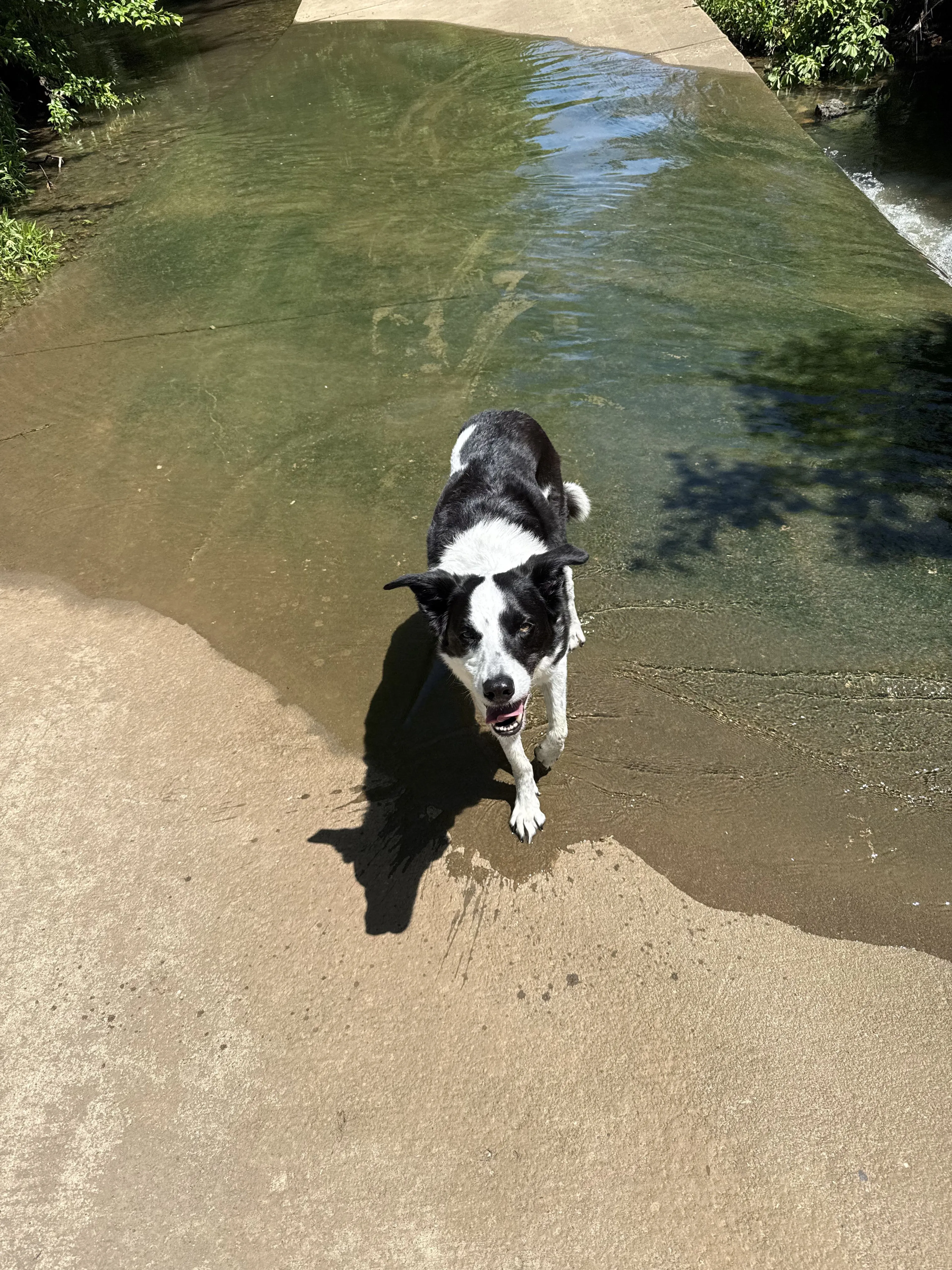 Lost pet-1