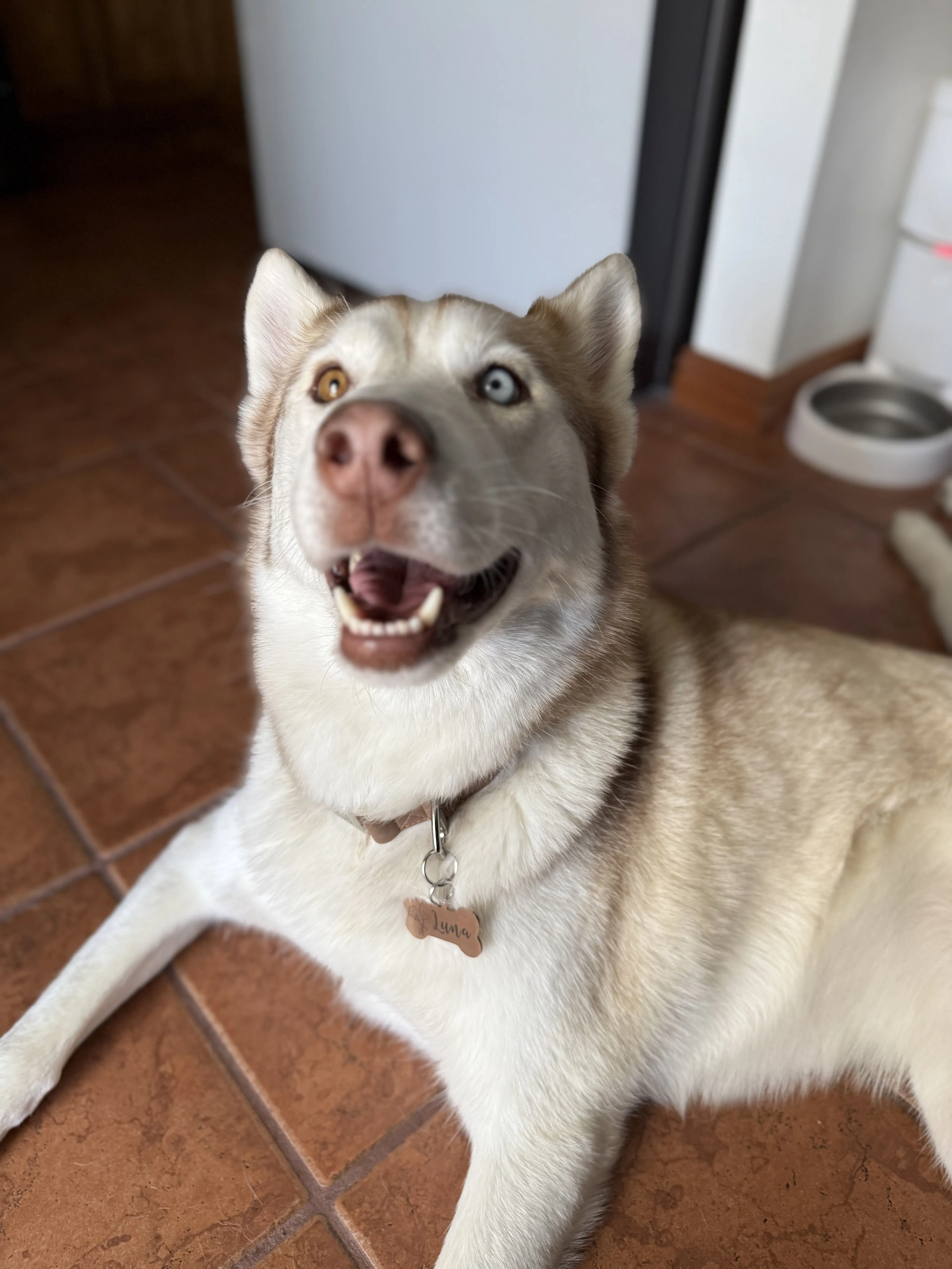 Lost pet