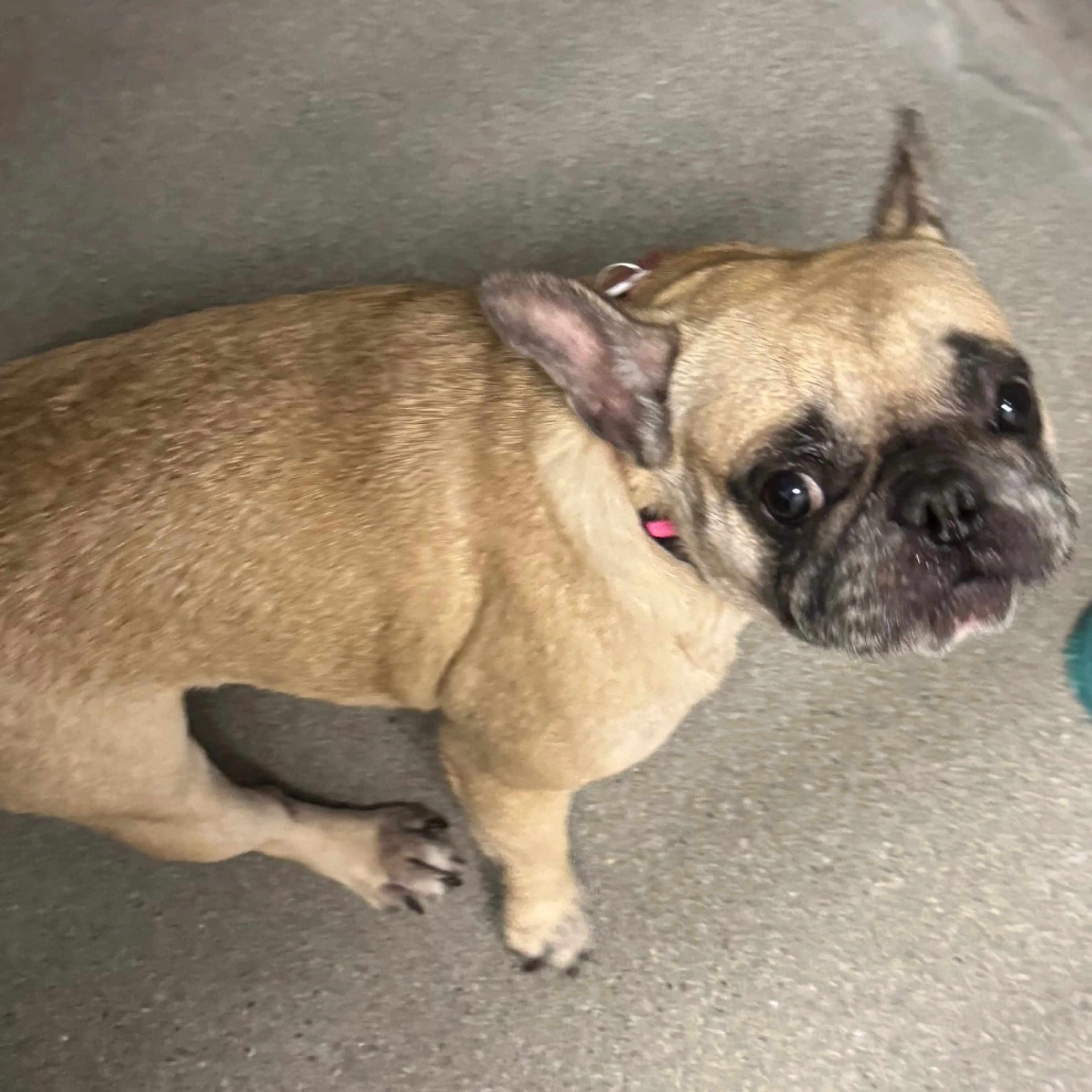 Found pet
