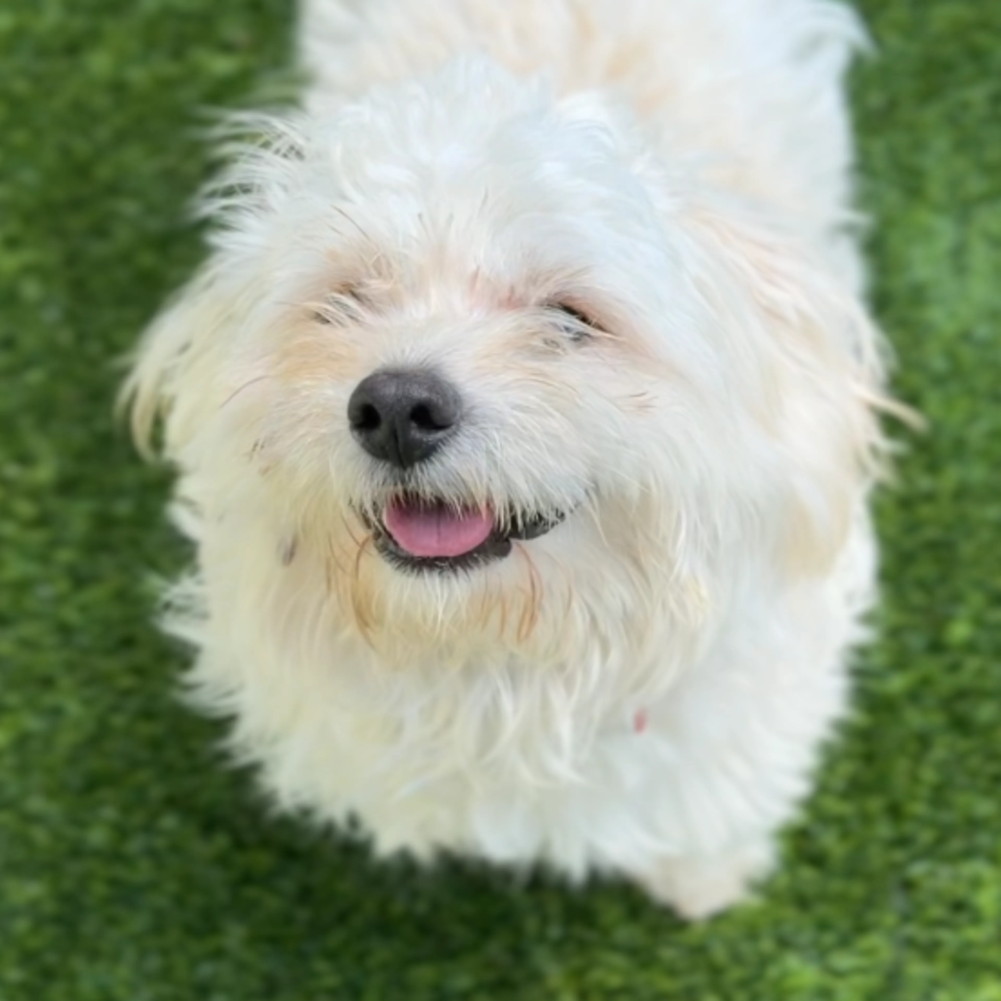 Found pet-1