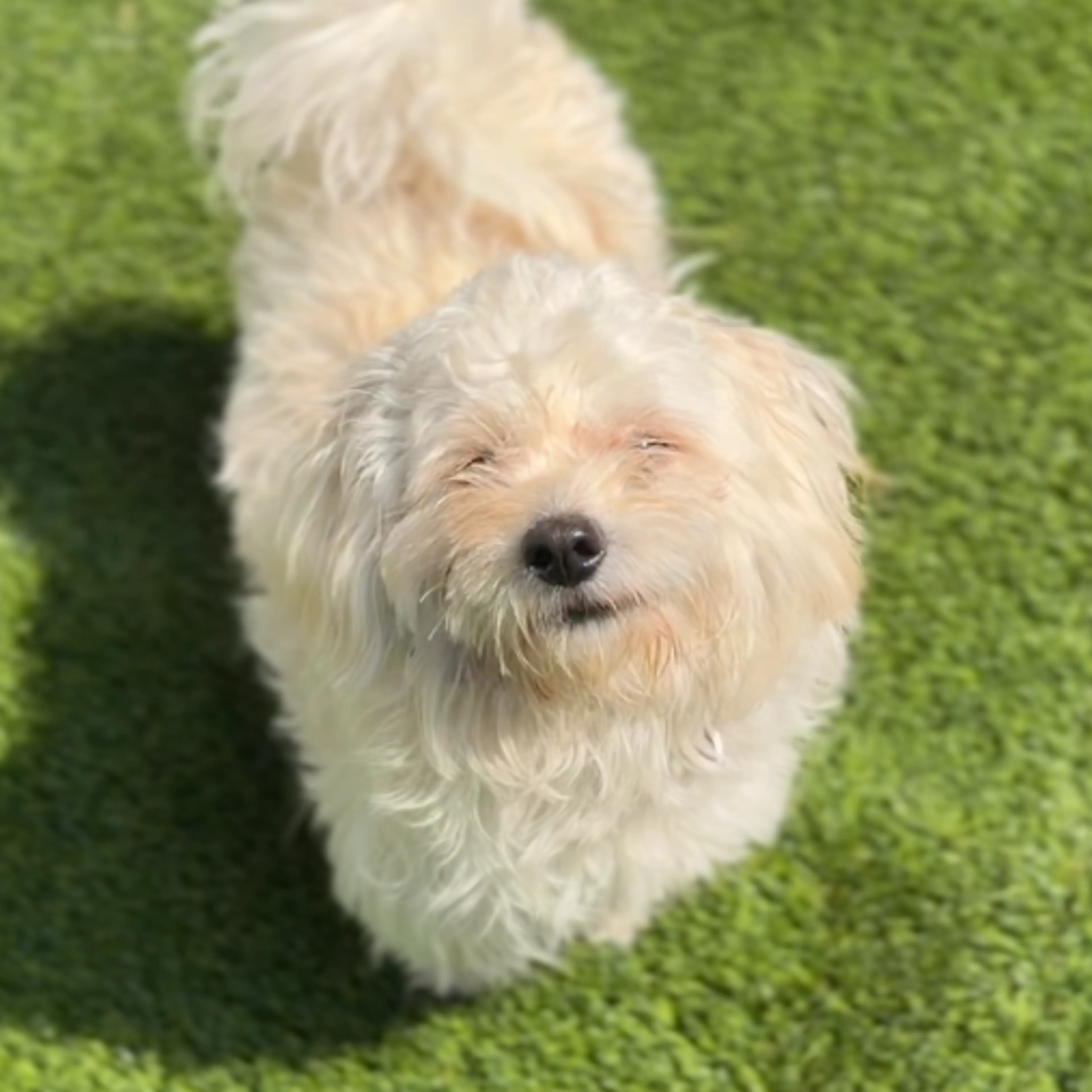Found pet-3