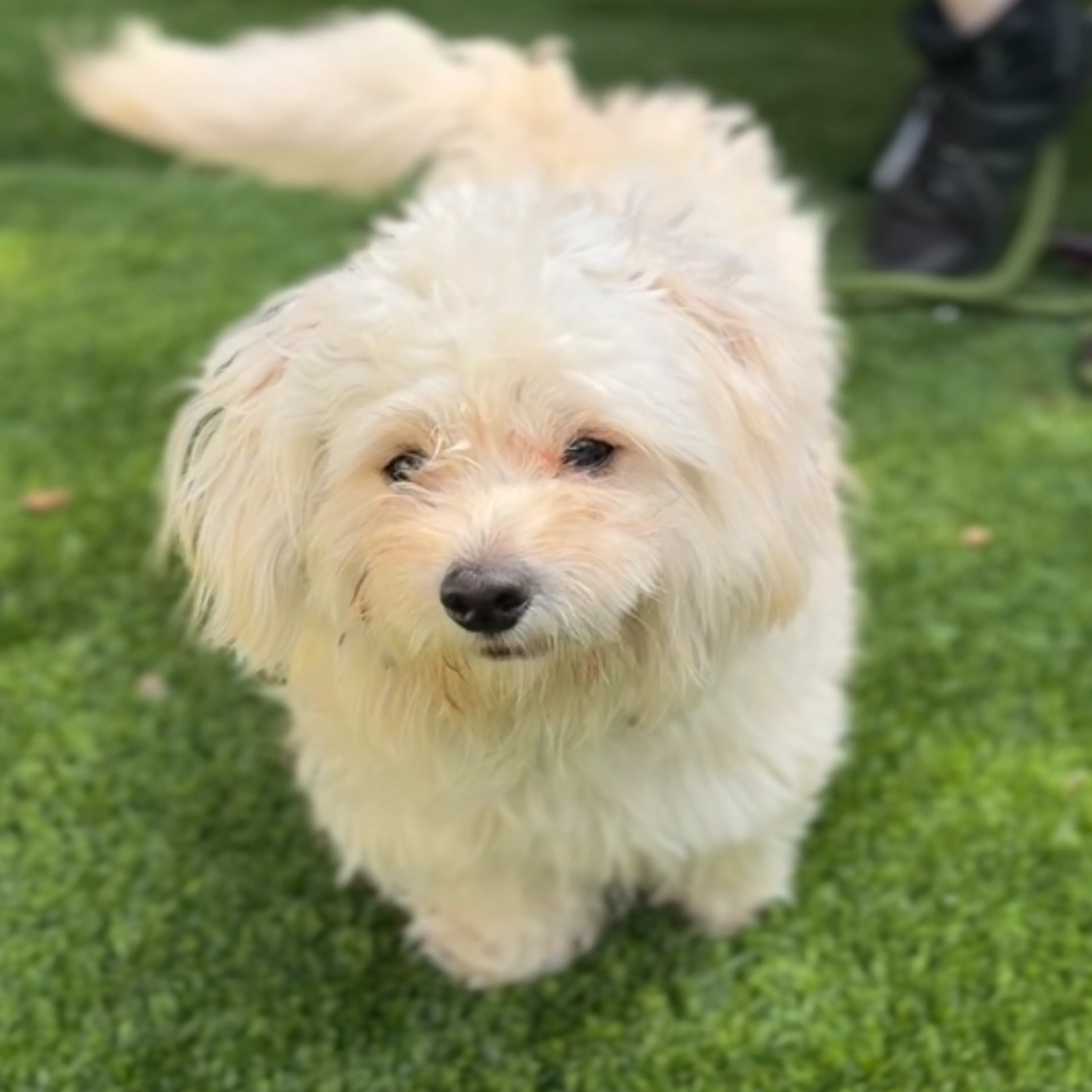 Found pet-4