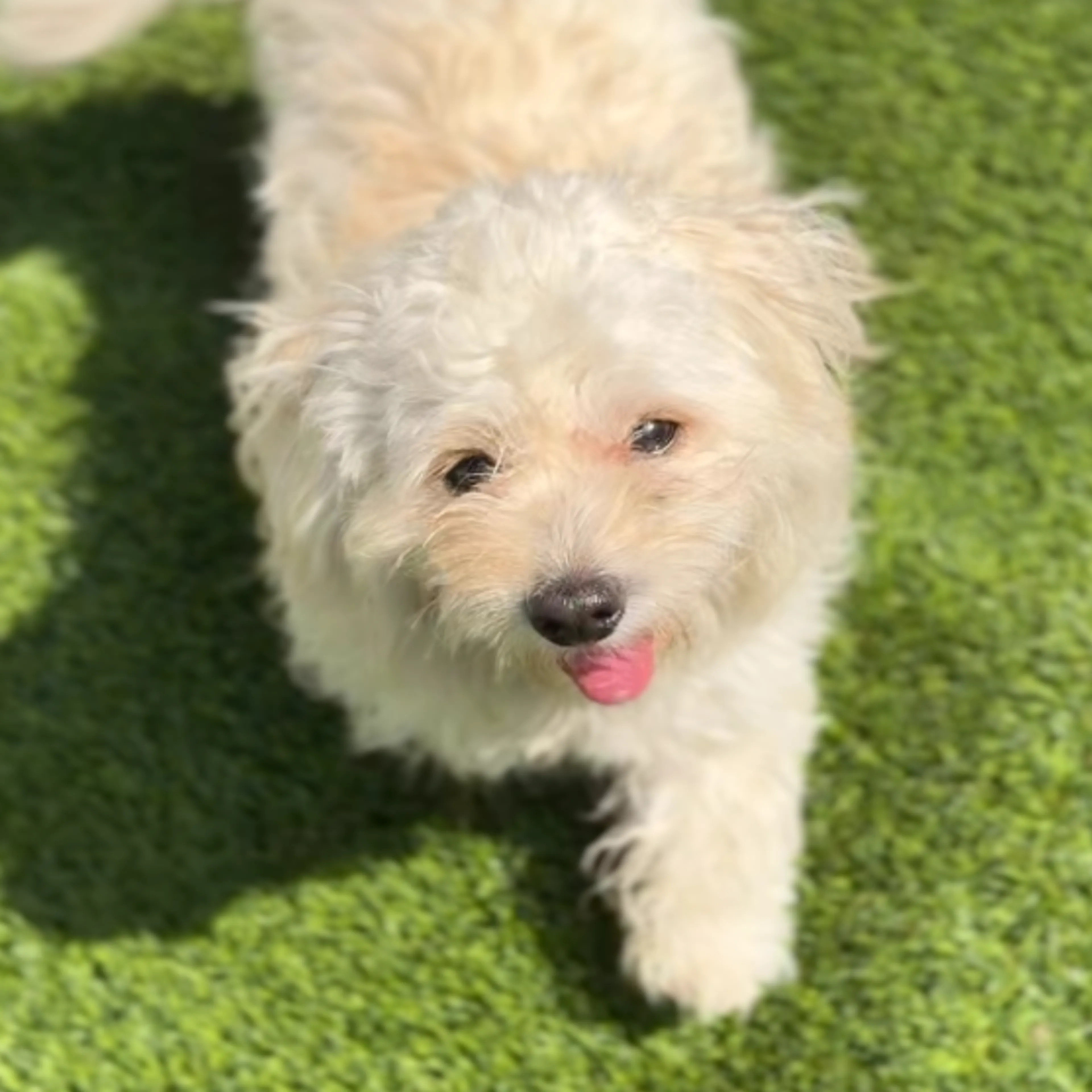 Found pet-2