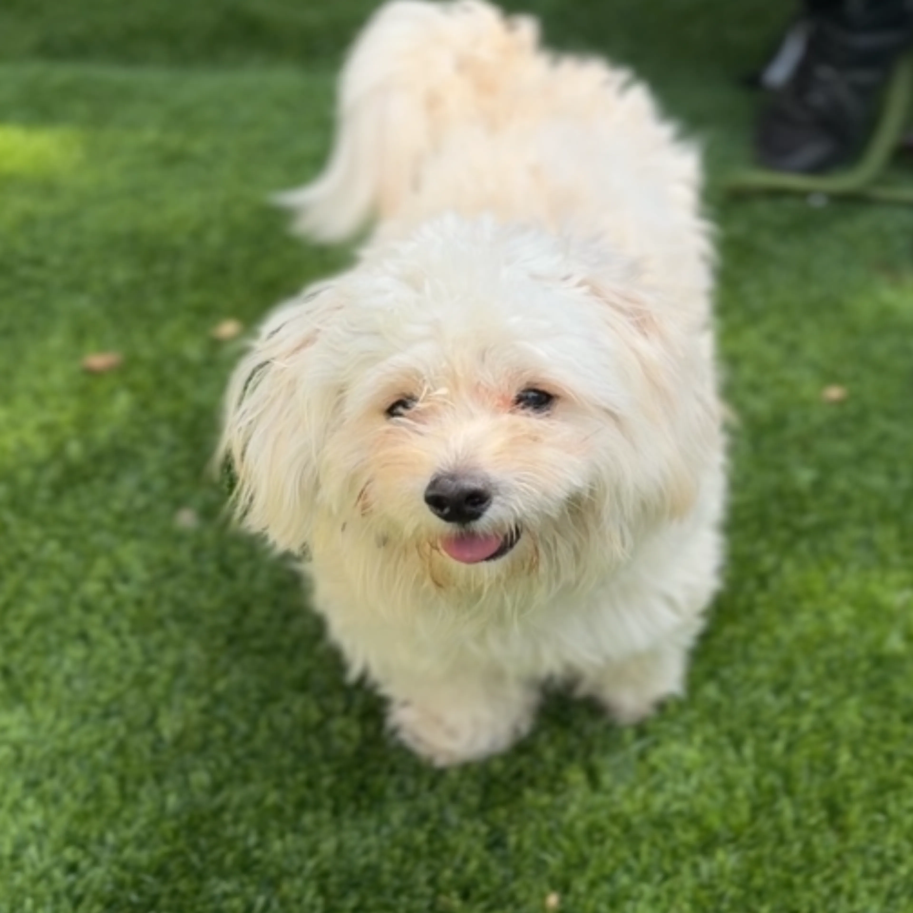 Found pet-6