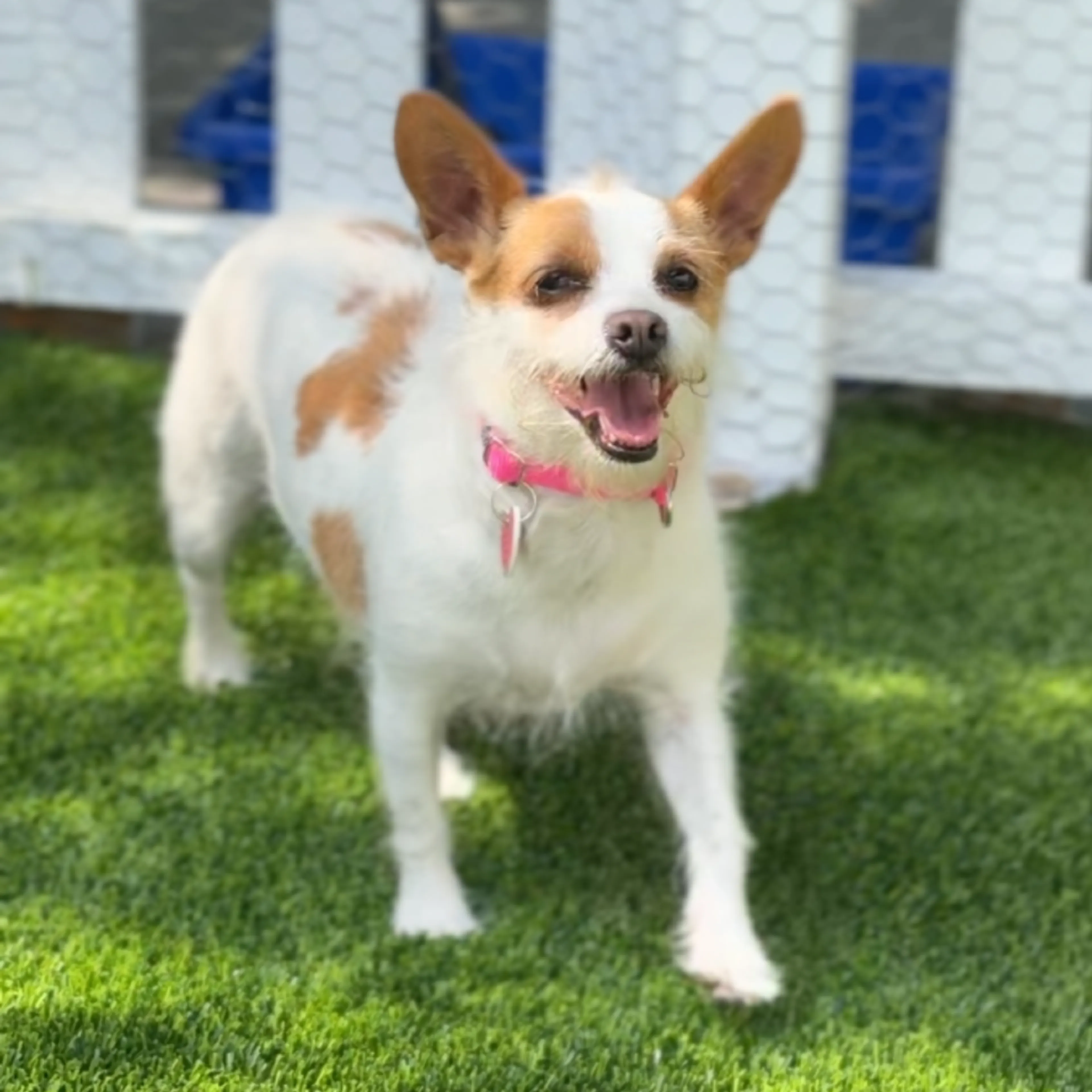 Found pet-1