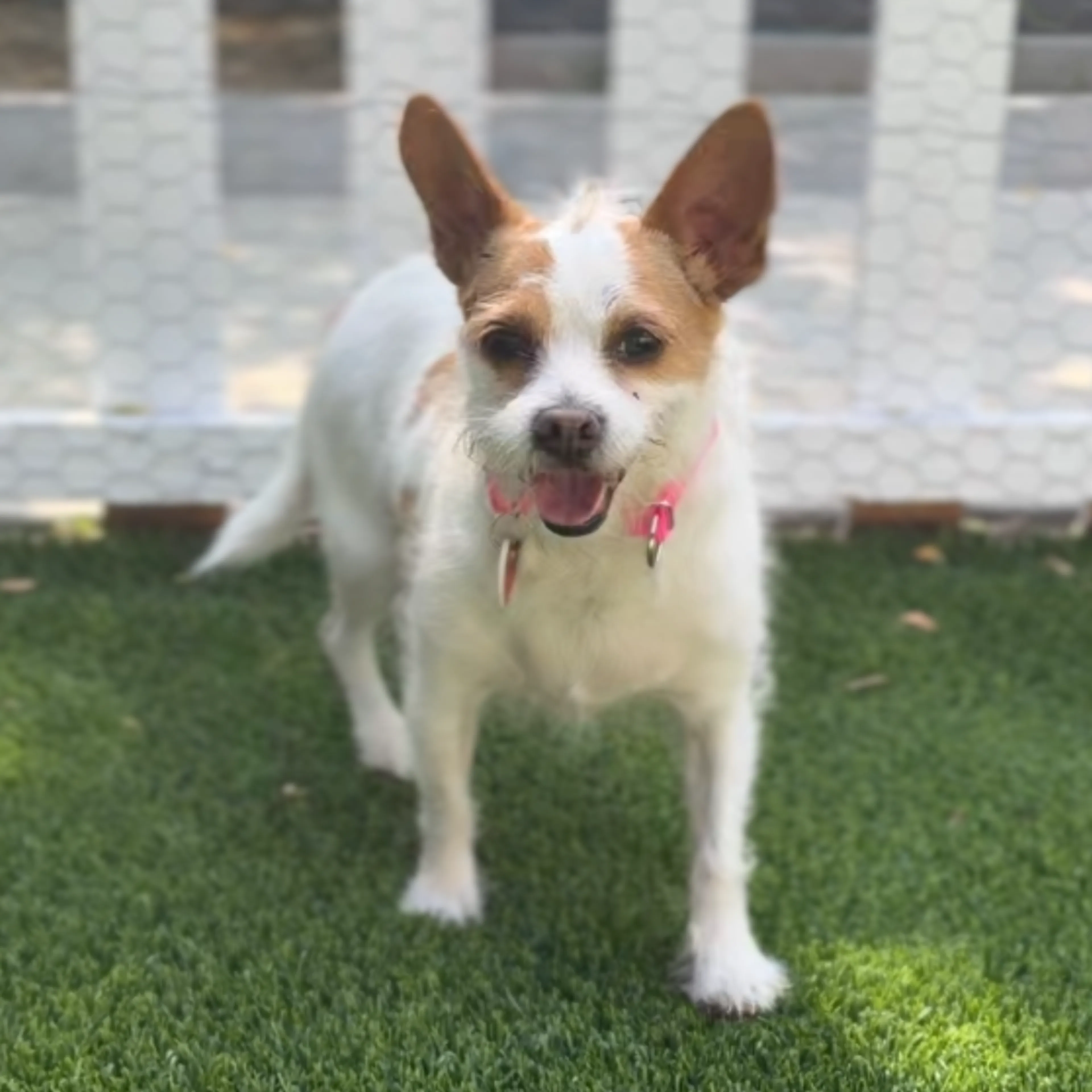 Found pet-3