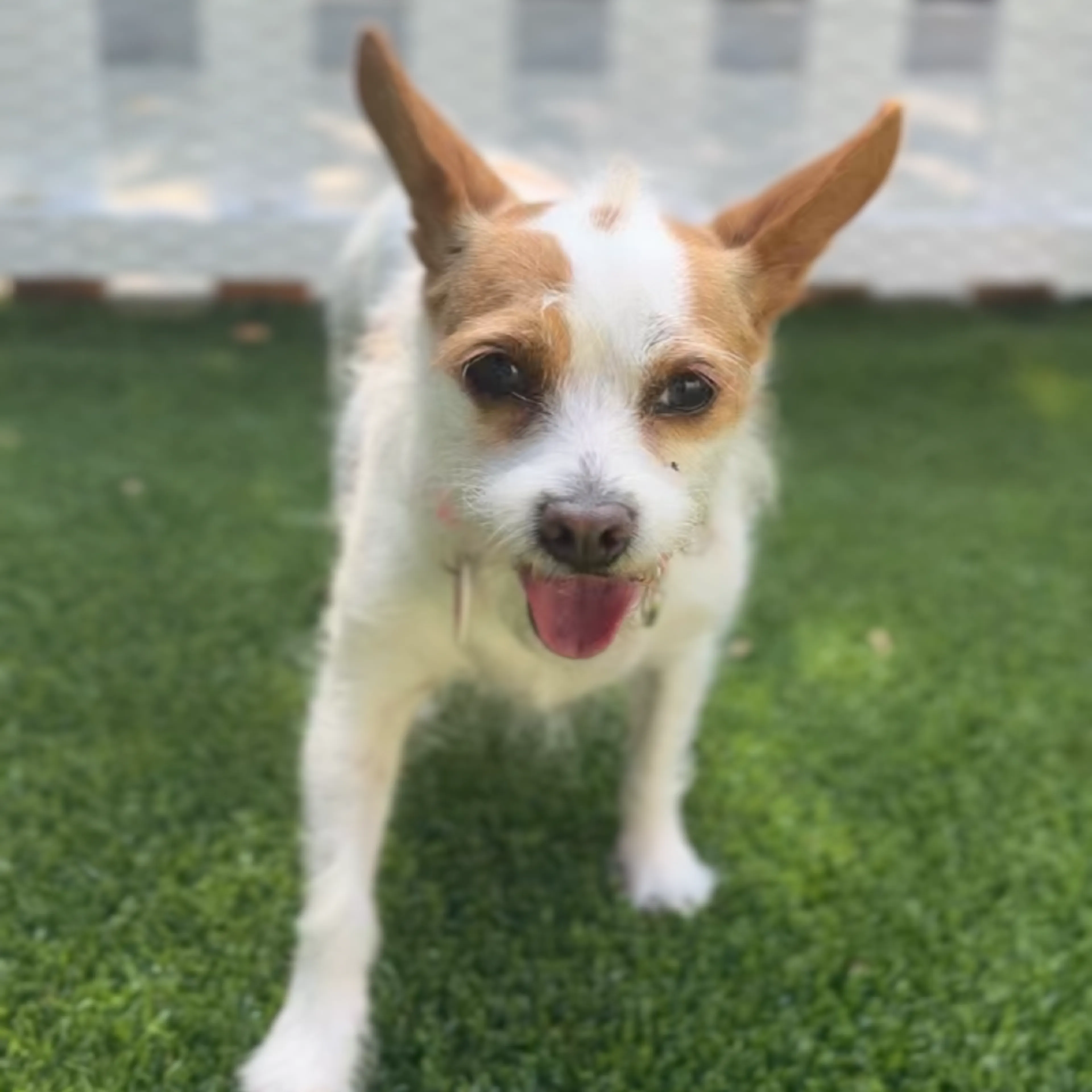 Found pet-5