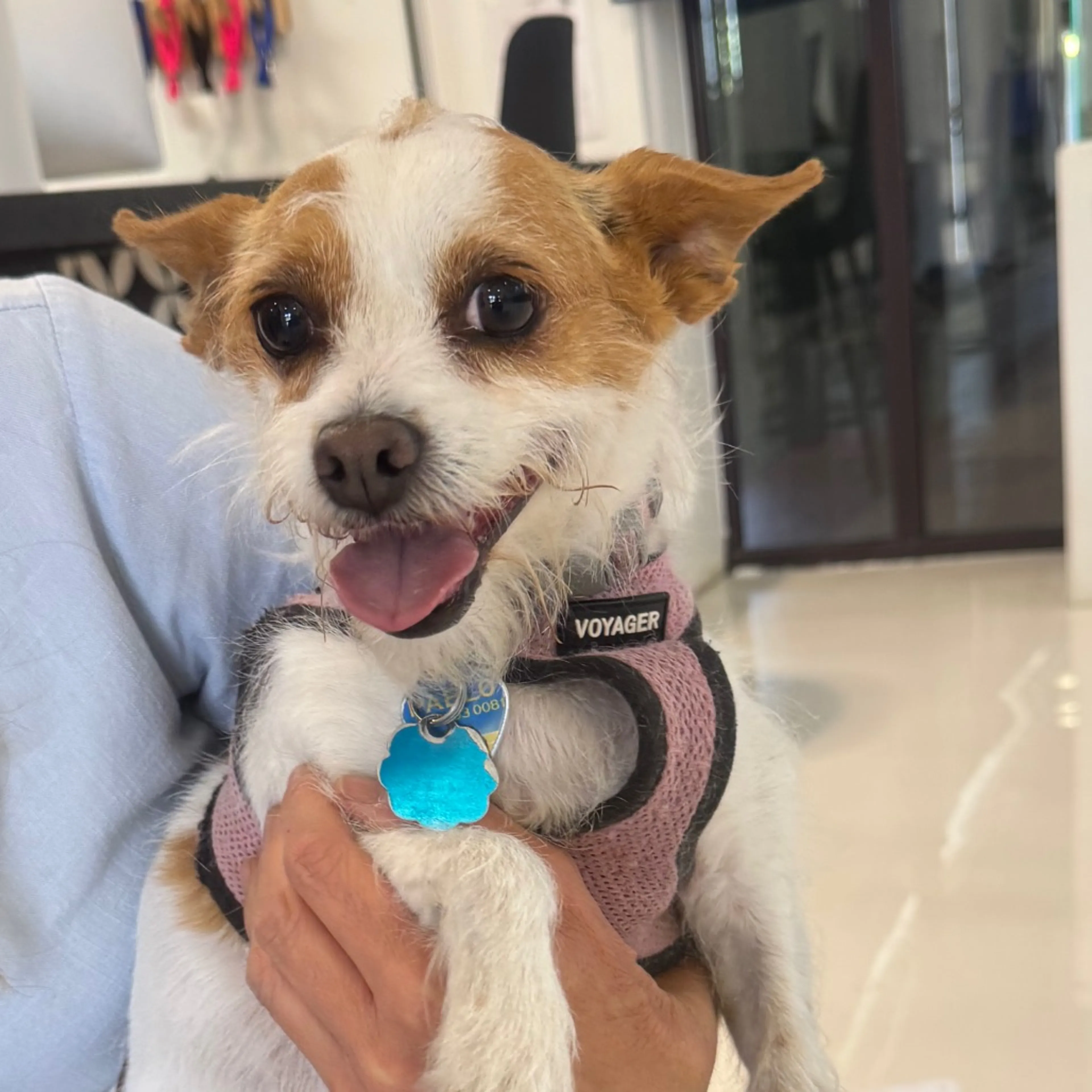 Found pet