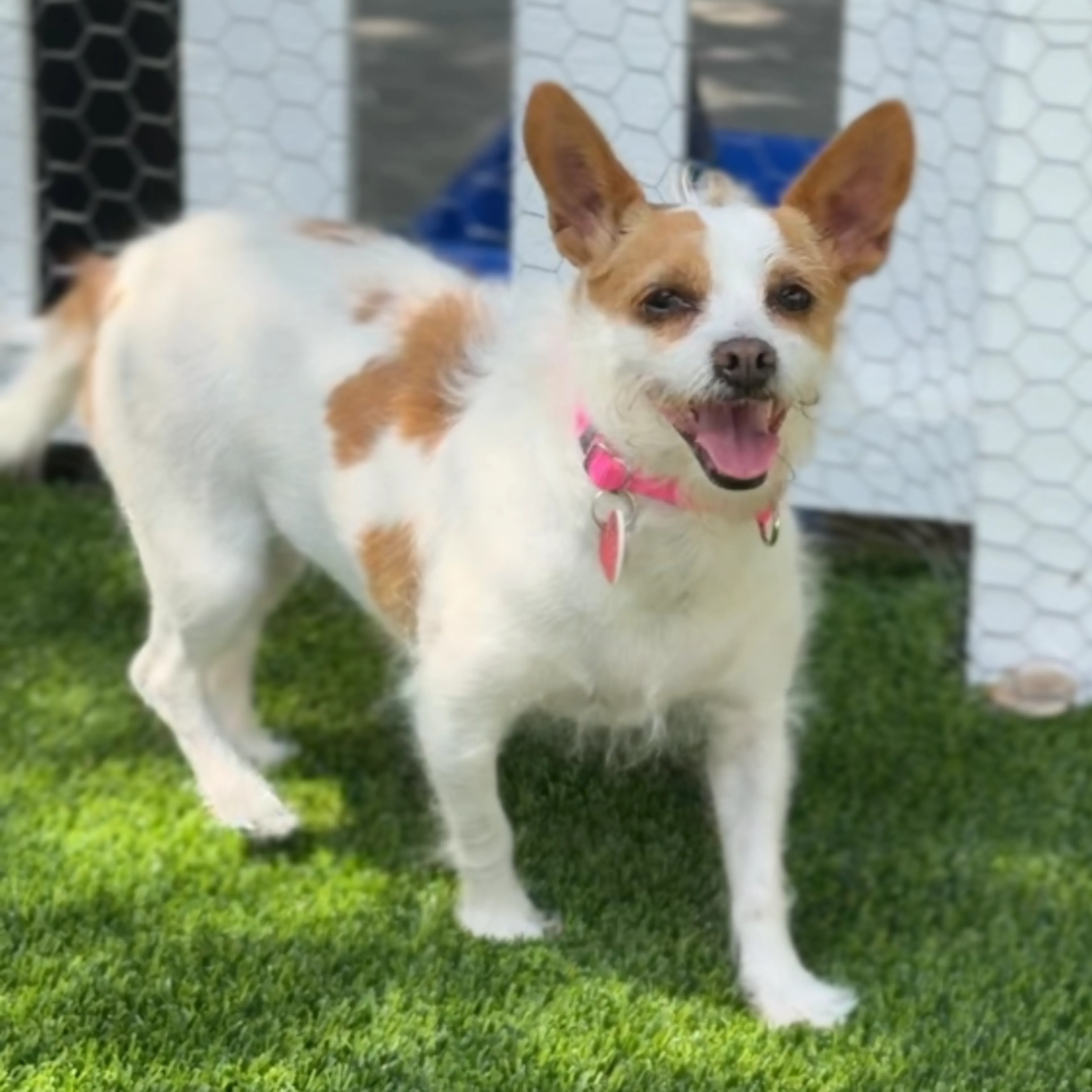 Found pet-2