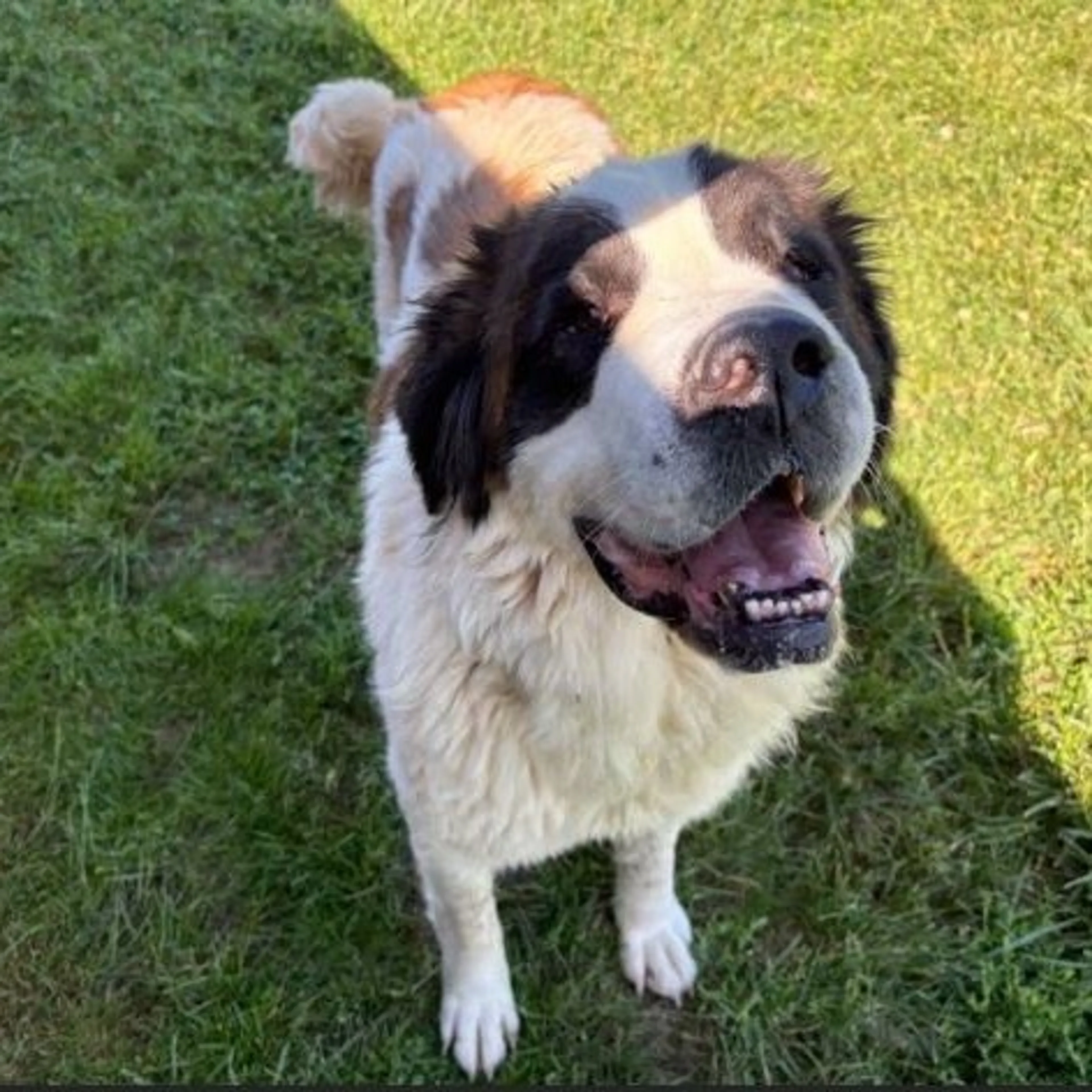 Found pet-2